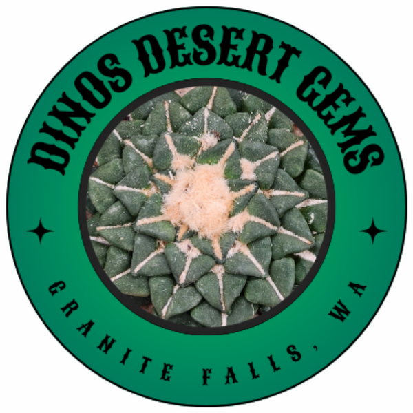 Dinos Desert Gems