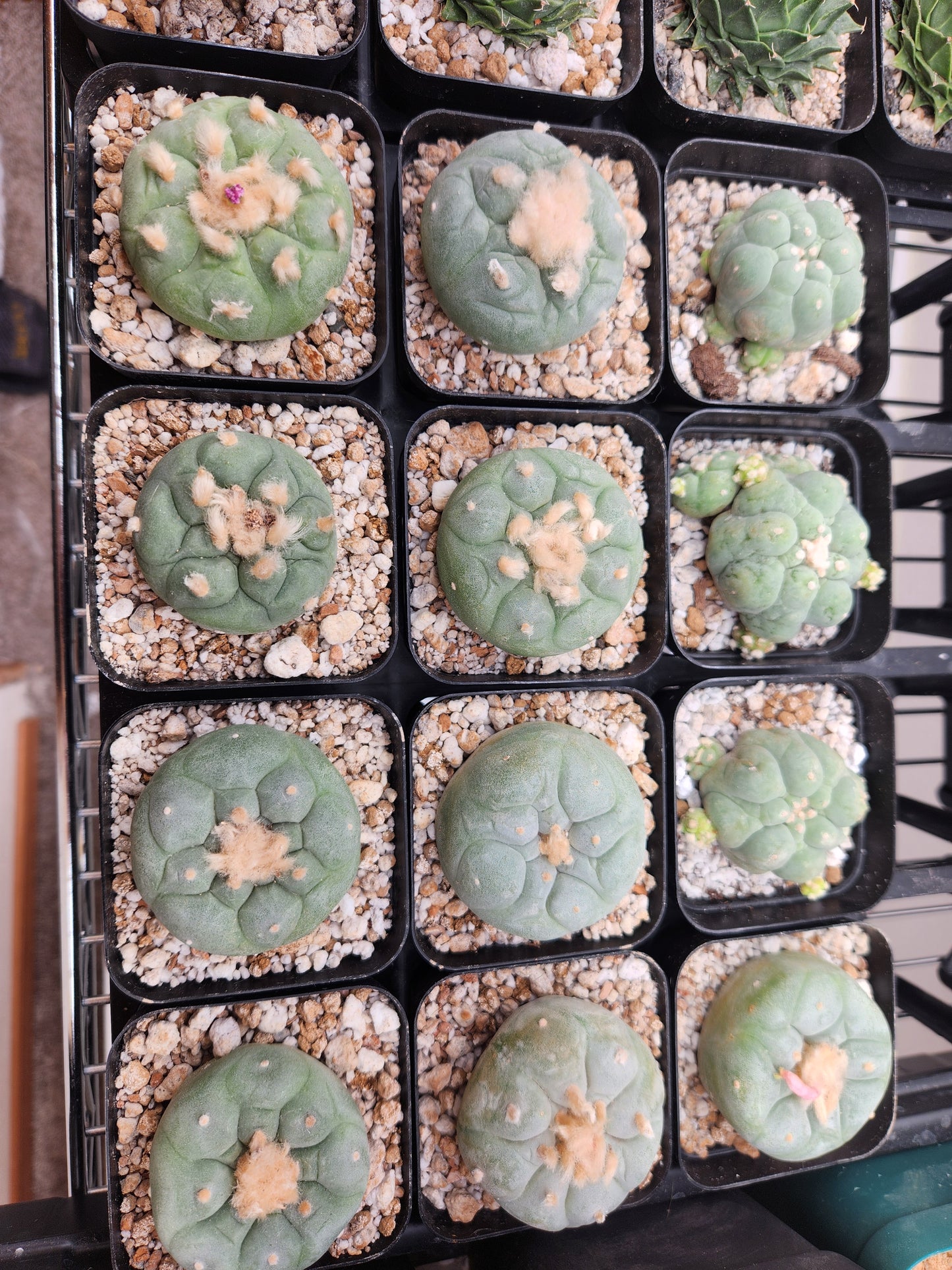 Lophophora Fricii cv Ooibo - 2"+ seed grown