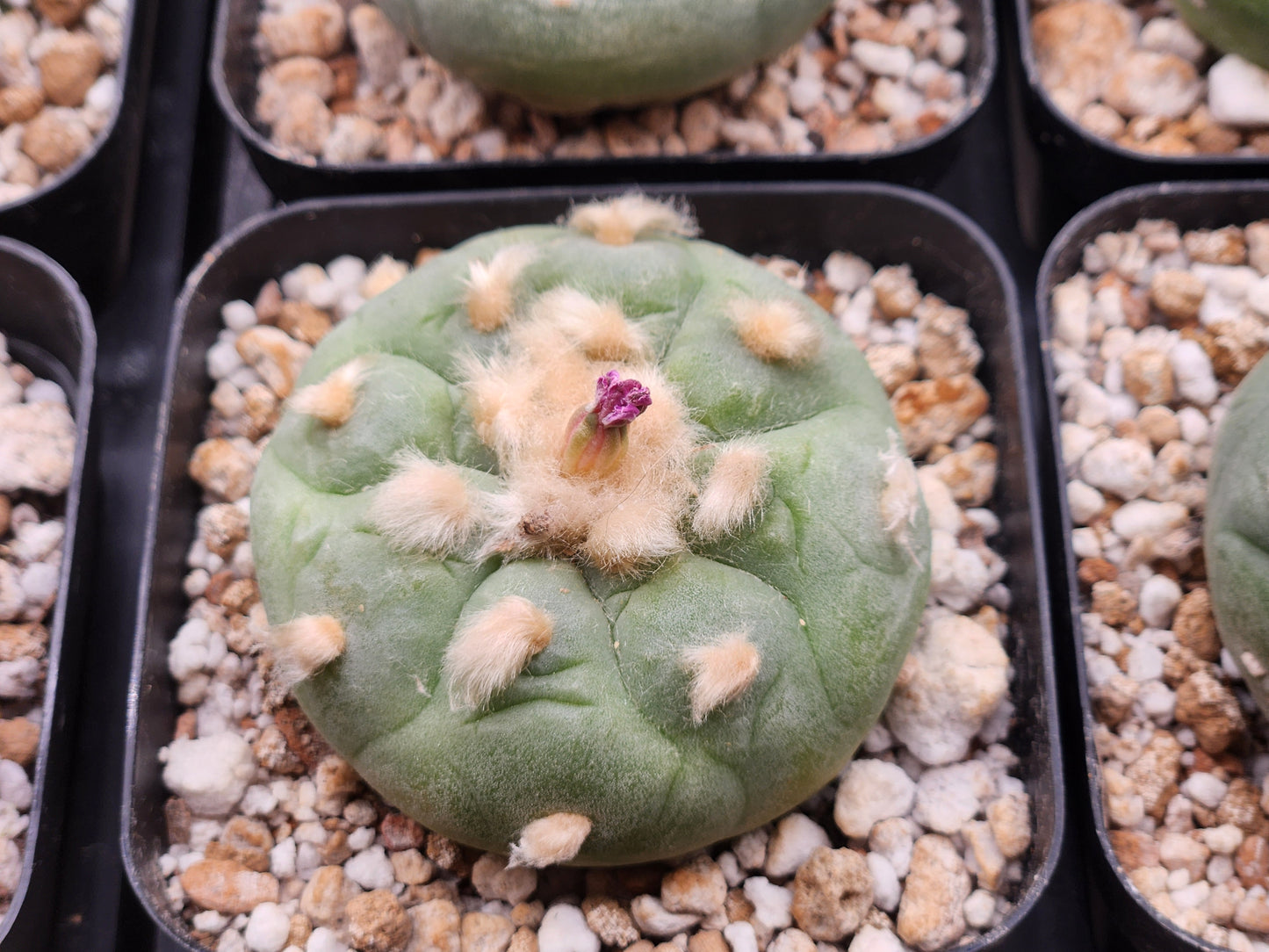 Lophophora Fricii cv Ooibo - 2"+ seed grown