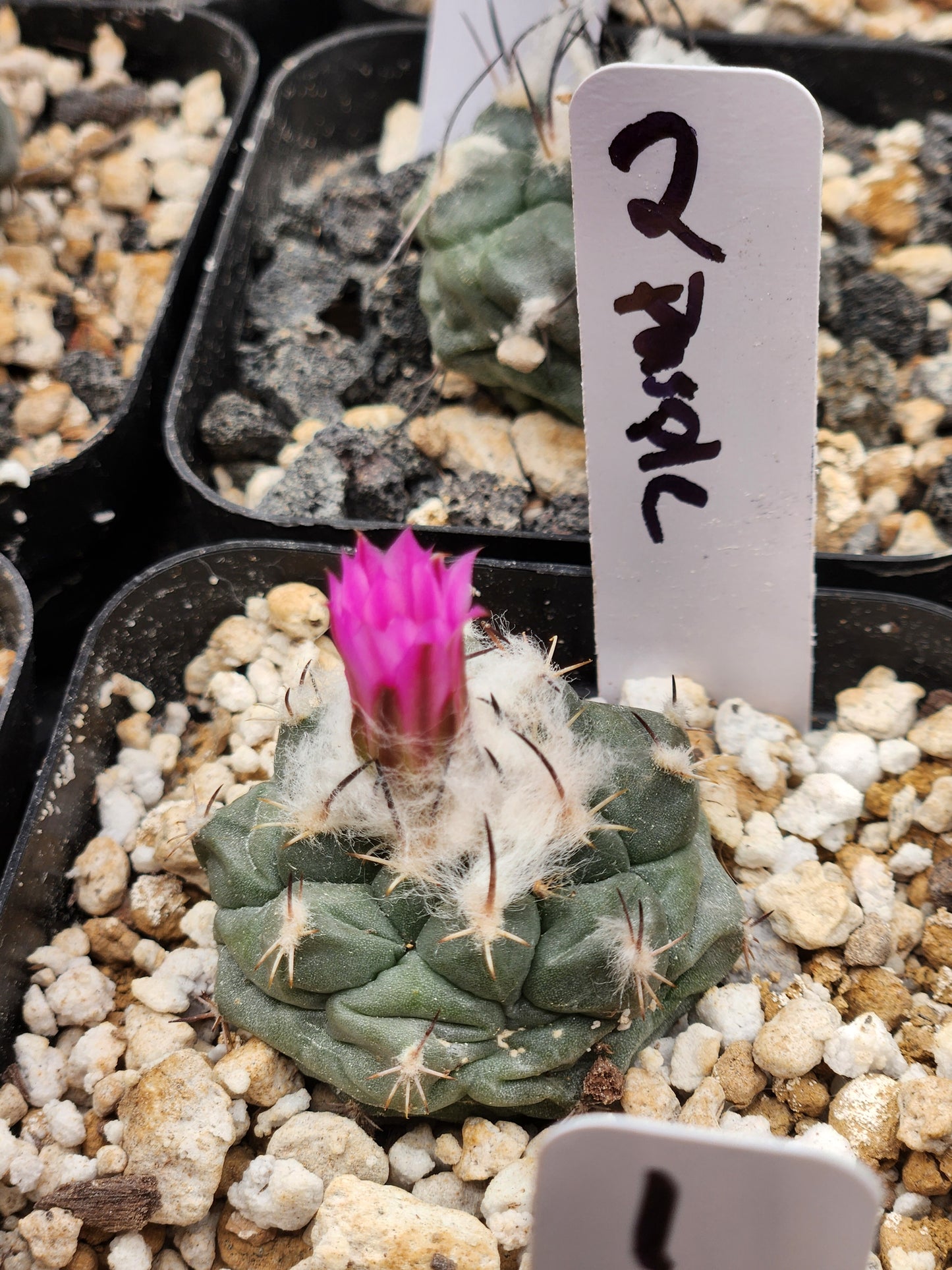 Turbinicarpus Lophophoroids Hybrid - Large