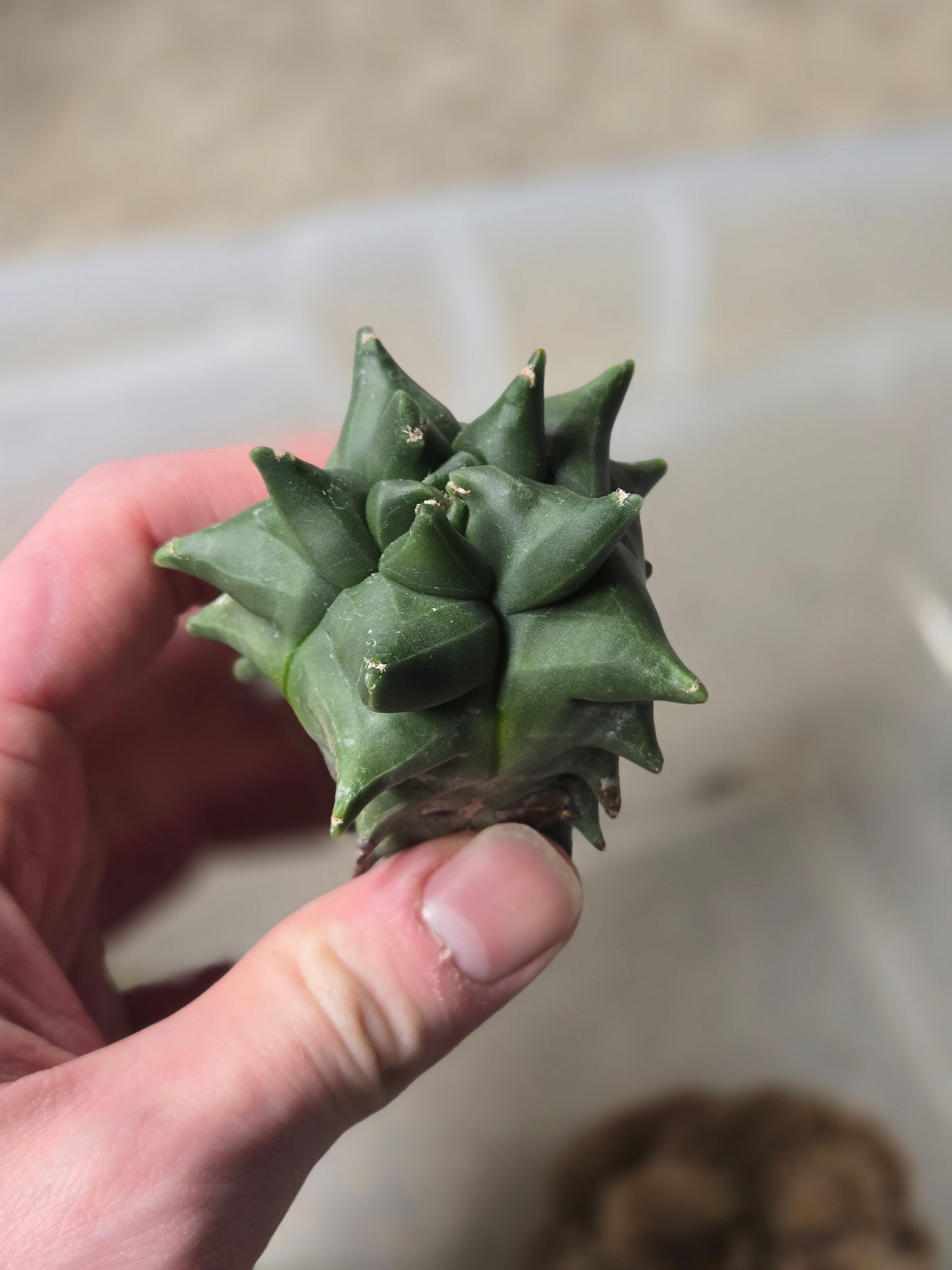 Astrophytum Myriostigma Kikko