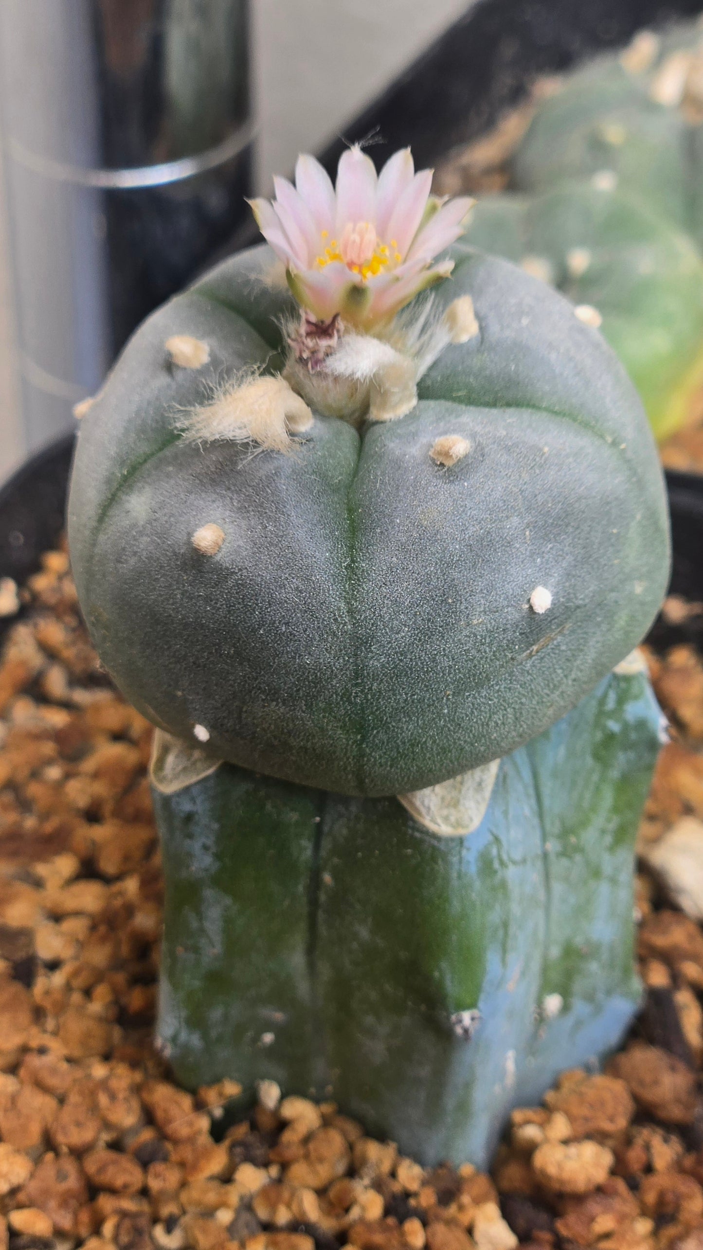 LW Huazachie - Graft (Myrtillocactus Geometrizens)