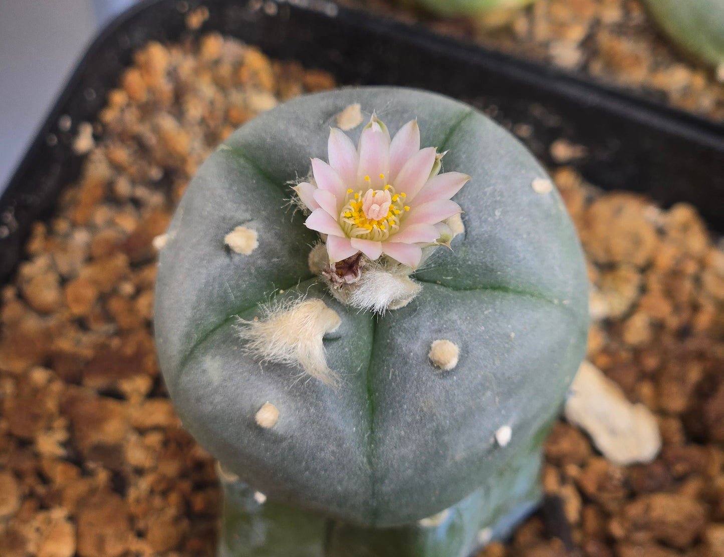 LW Huazachie - Graft (Myrtillocactus Geometrizens)