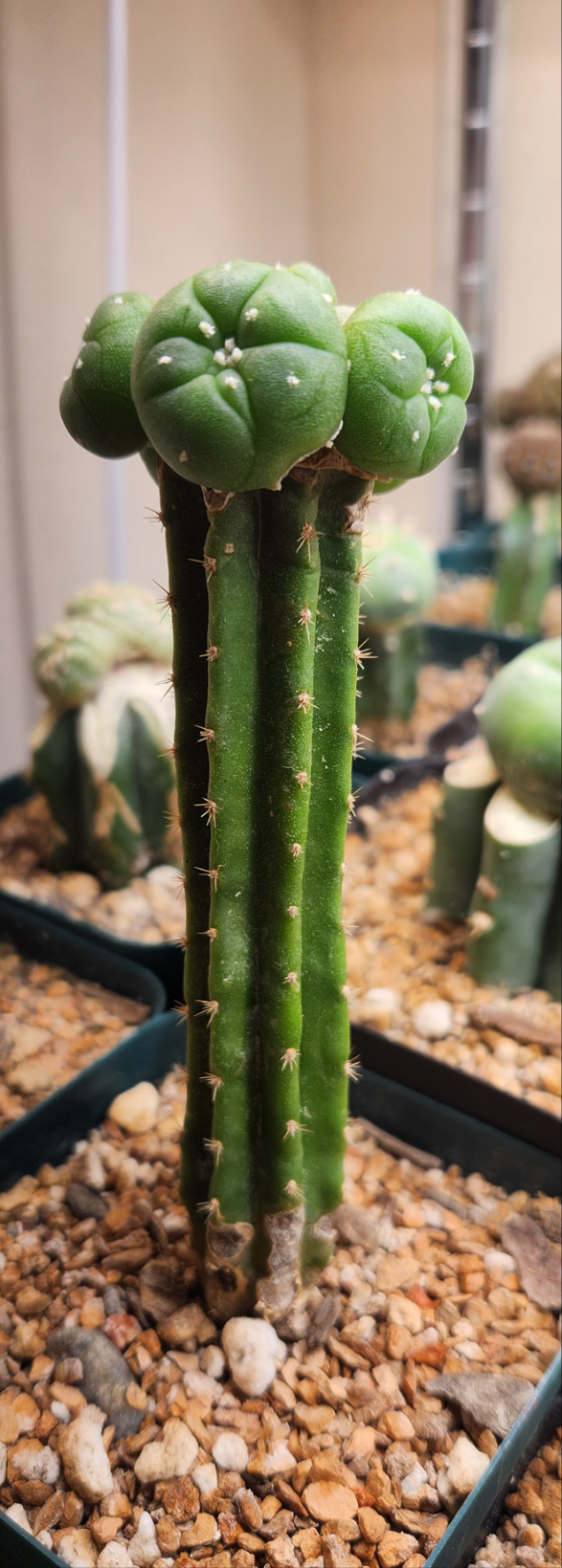 LW Texana Graft (PC)