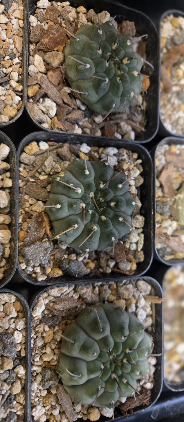 Gymnocalcyium Ochoterenae