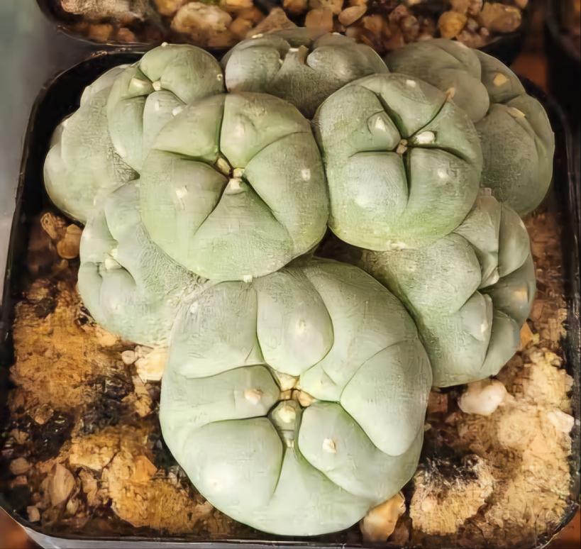 LW Ceaspitosa