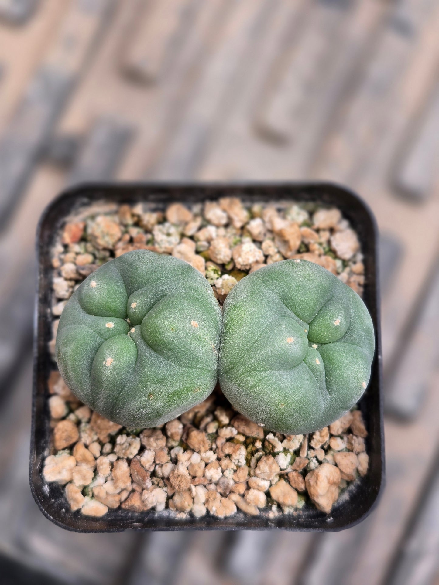 Lophophora Fricii - Double Head