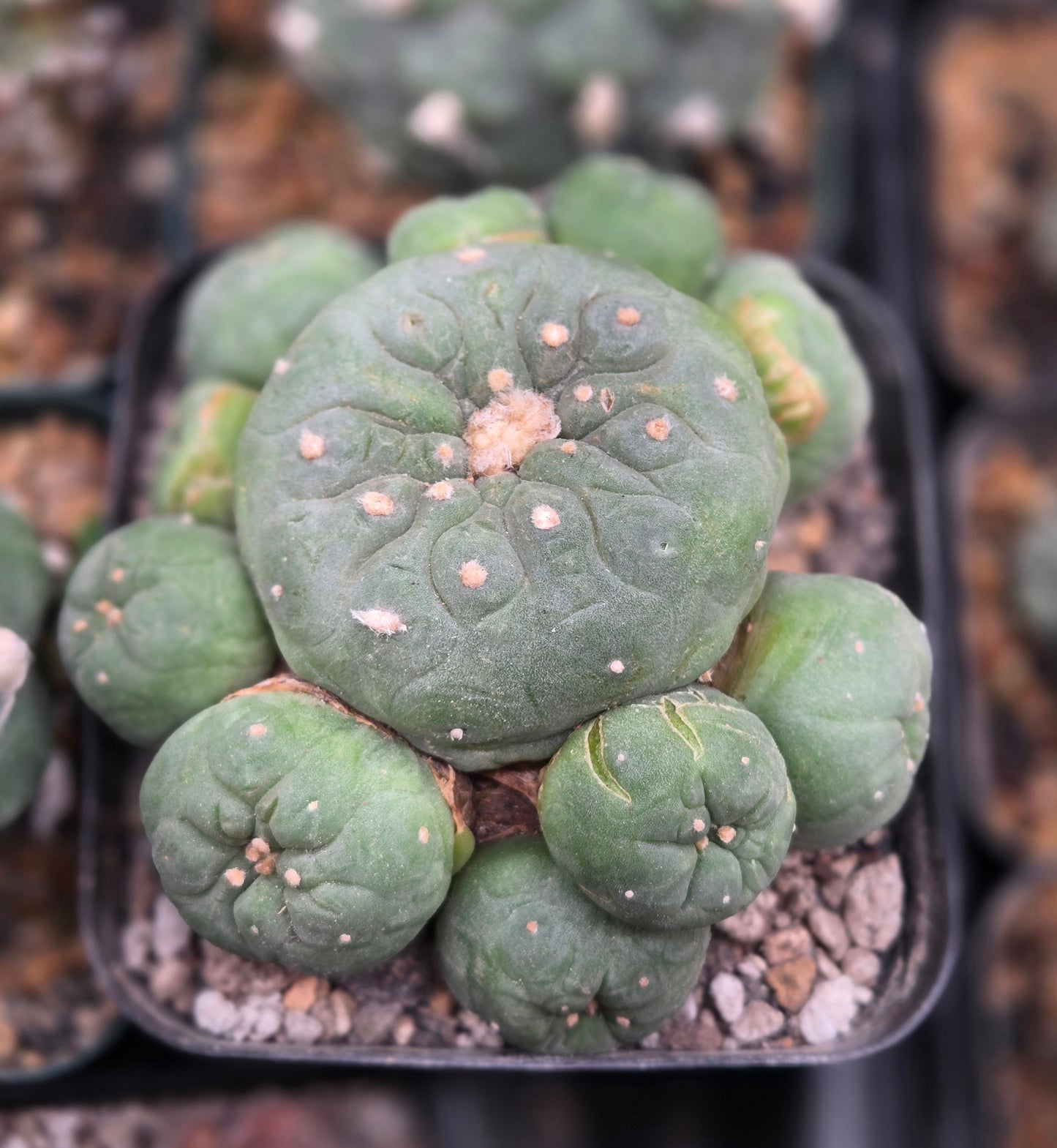 Lophophora Fricii Ceaspitosa