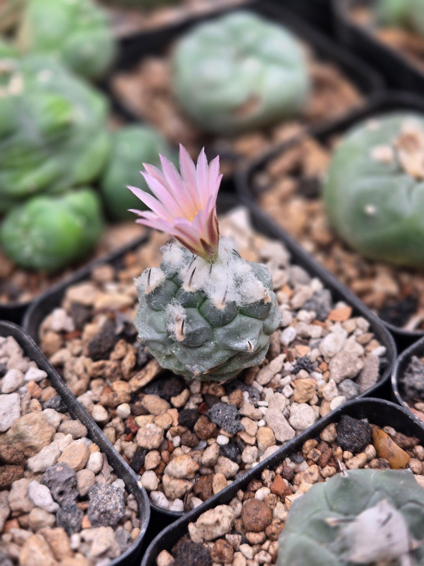 Turbinicarpus Lophophoroids Hybrid