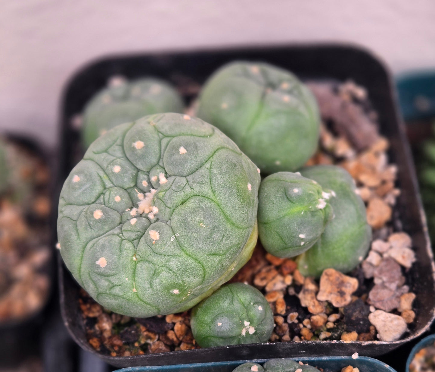 Lophophora Fricii Ceaspitosa