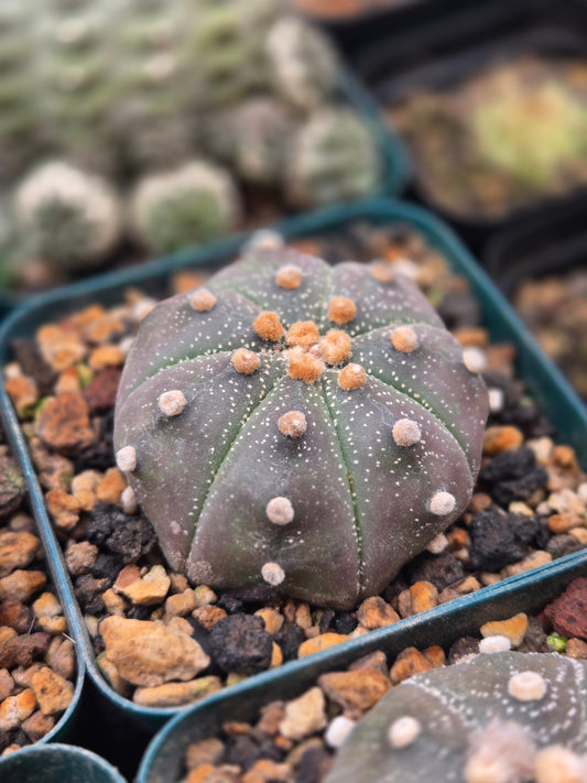 Astrophytum Asterias - 2.25"+