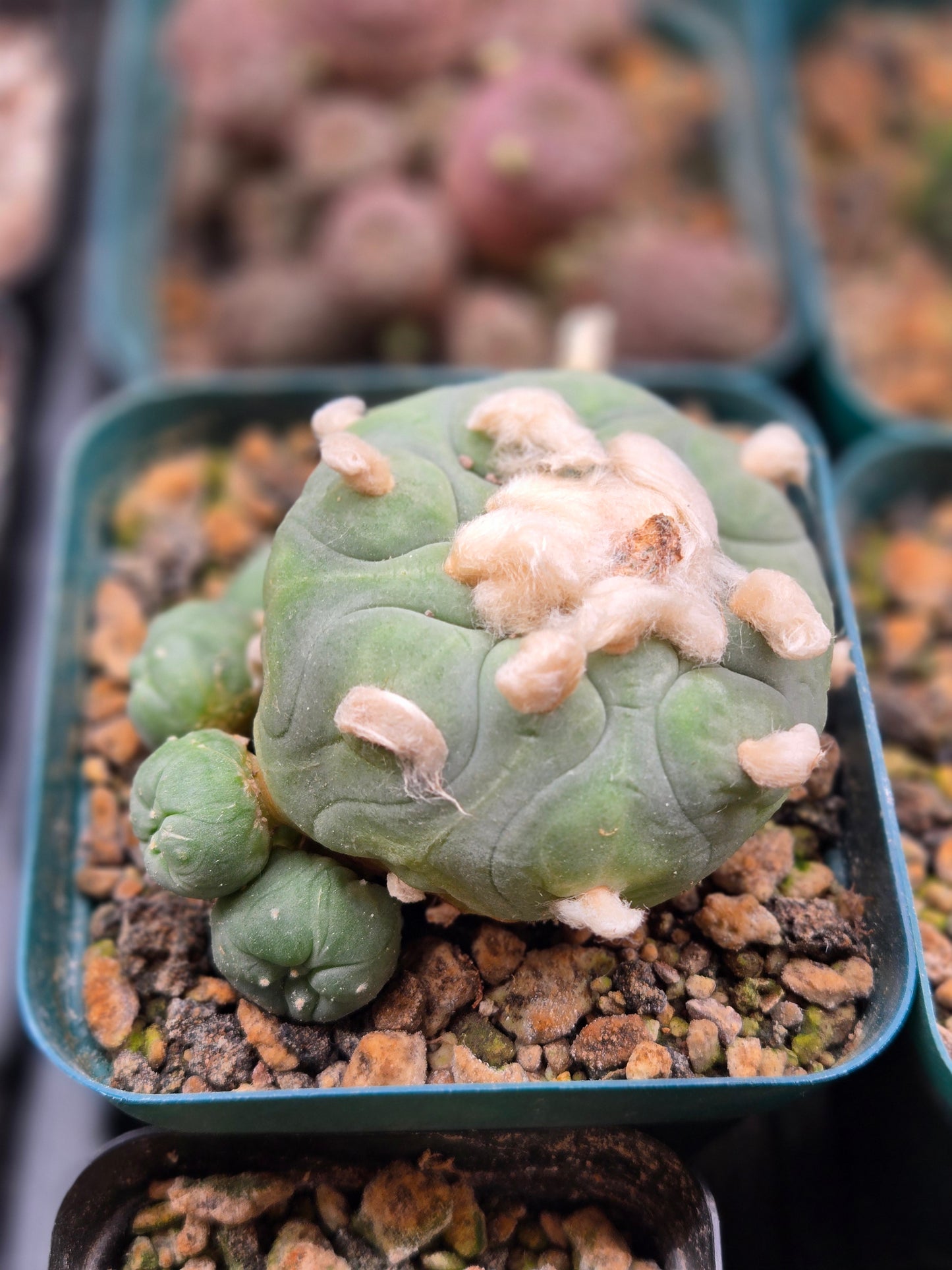 Lophophora Koehressi- Large
