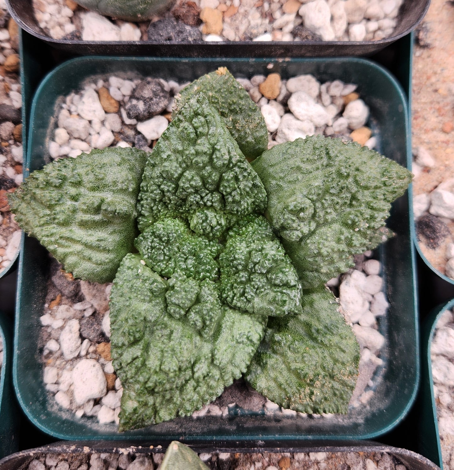 Ariocarpus Fissuratus Cv Godzilla