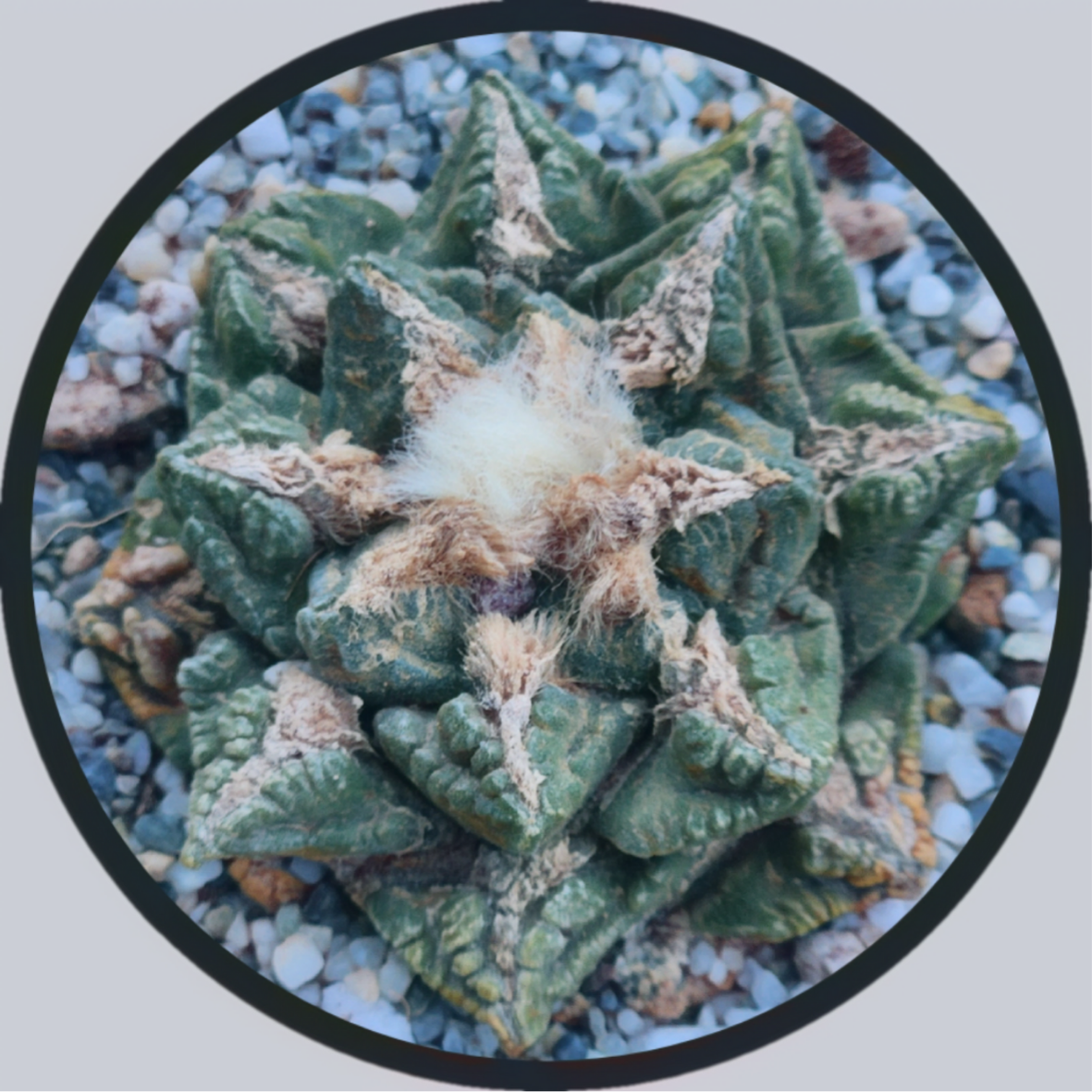 Sticker - Ariocarpus Fissuratus