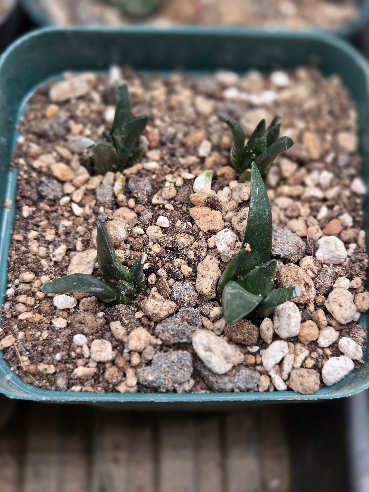 Ariocarpus Retusus Seedlings (4 plants)