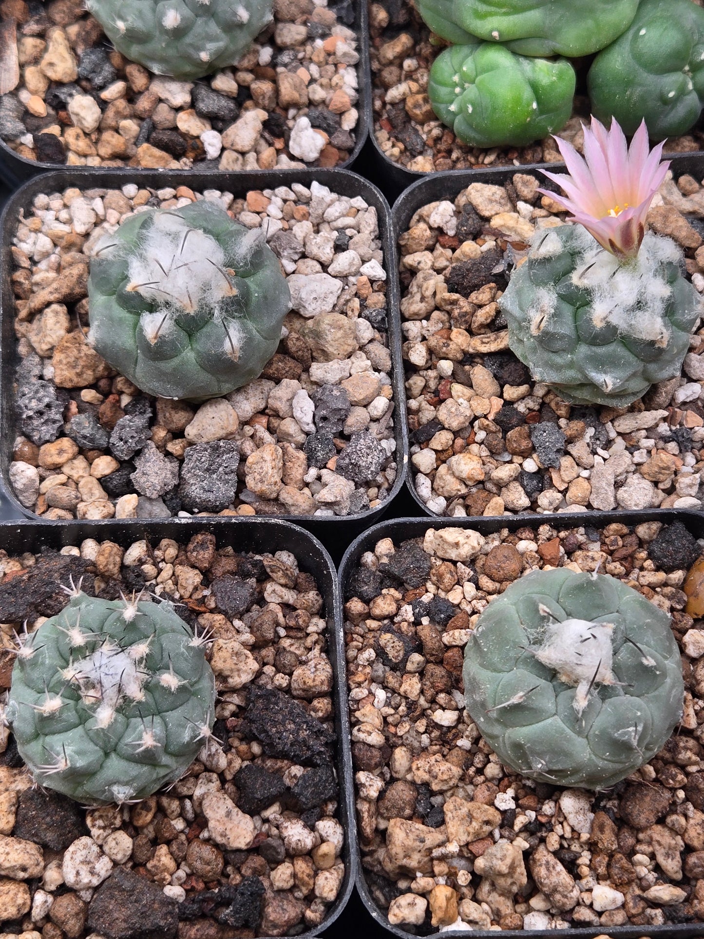 Turbinicarpus Lophophoroids Hybrid
