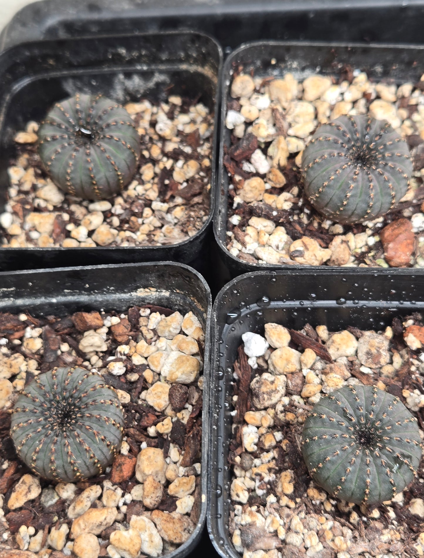 Frailea Costanea