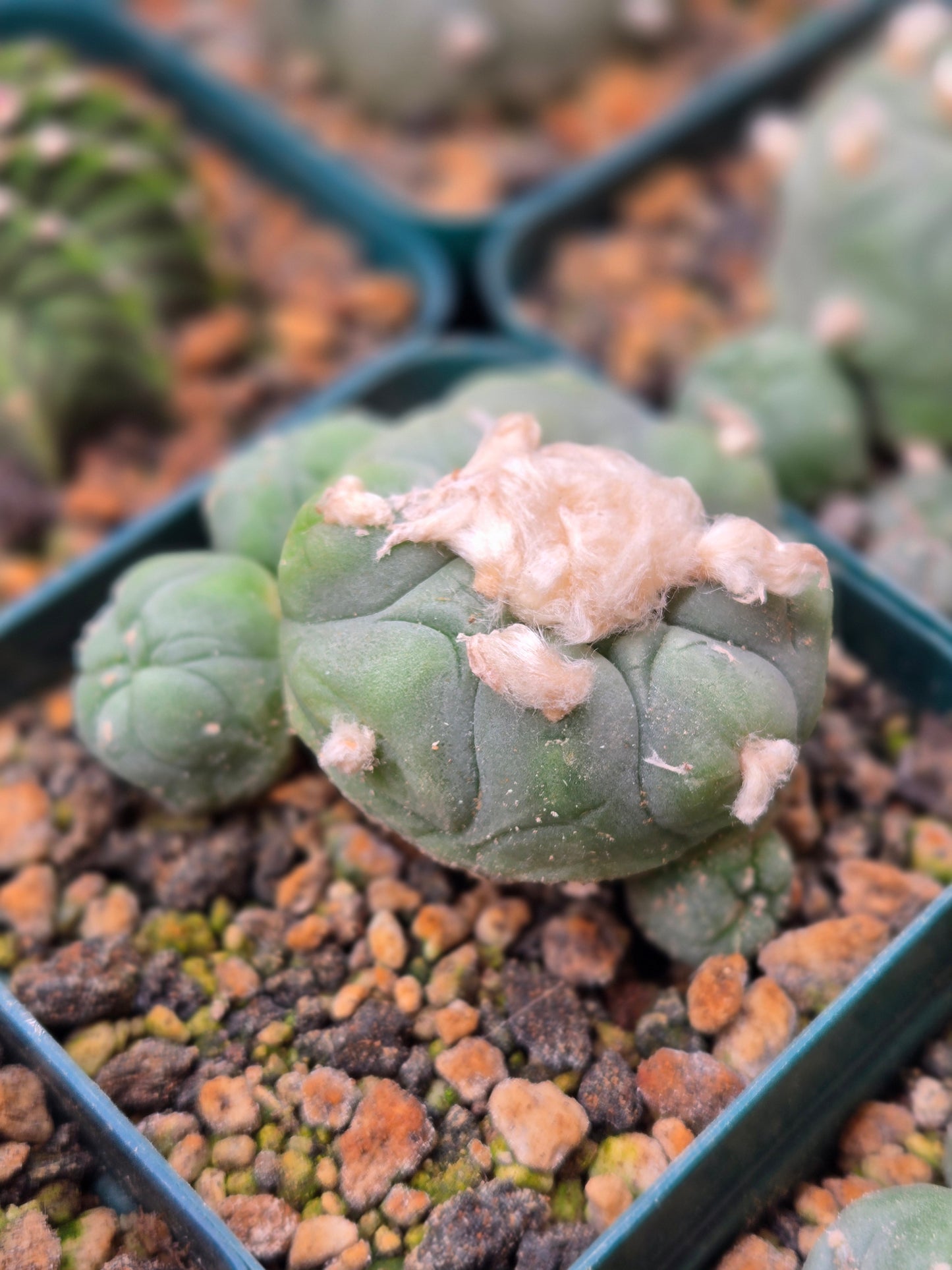 Lophophora Koehressi- Large