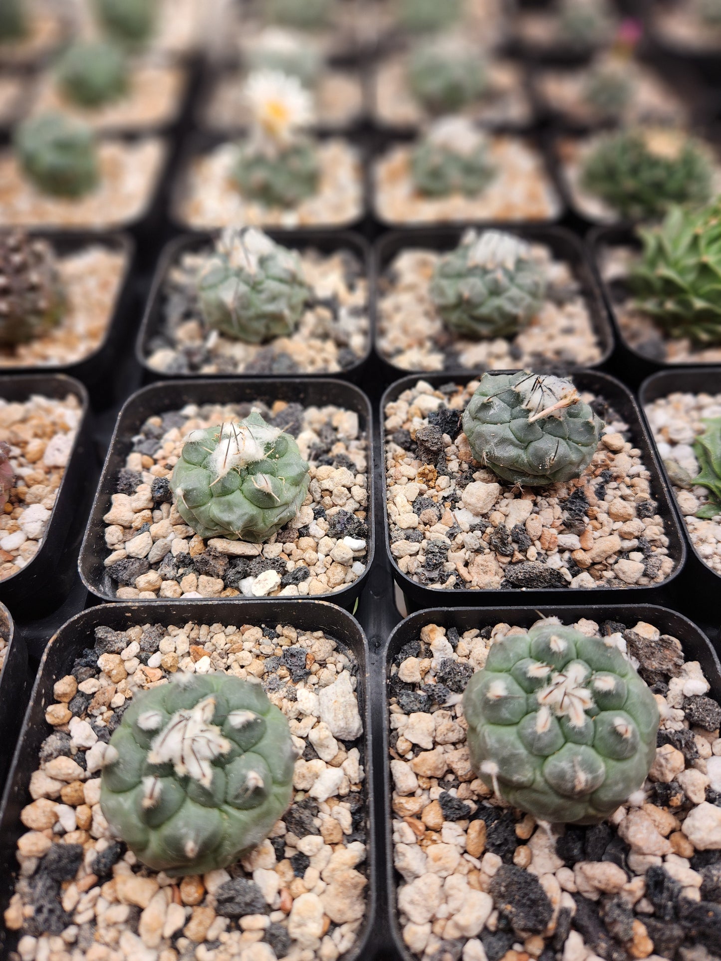 Turbinicarpus Lophophoroids Hybrid - Large