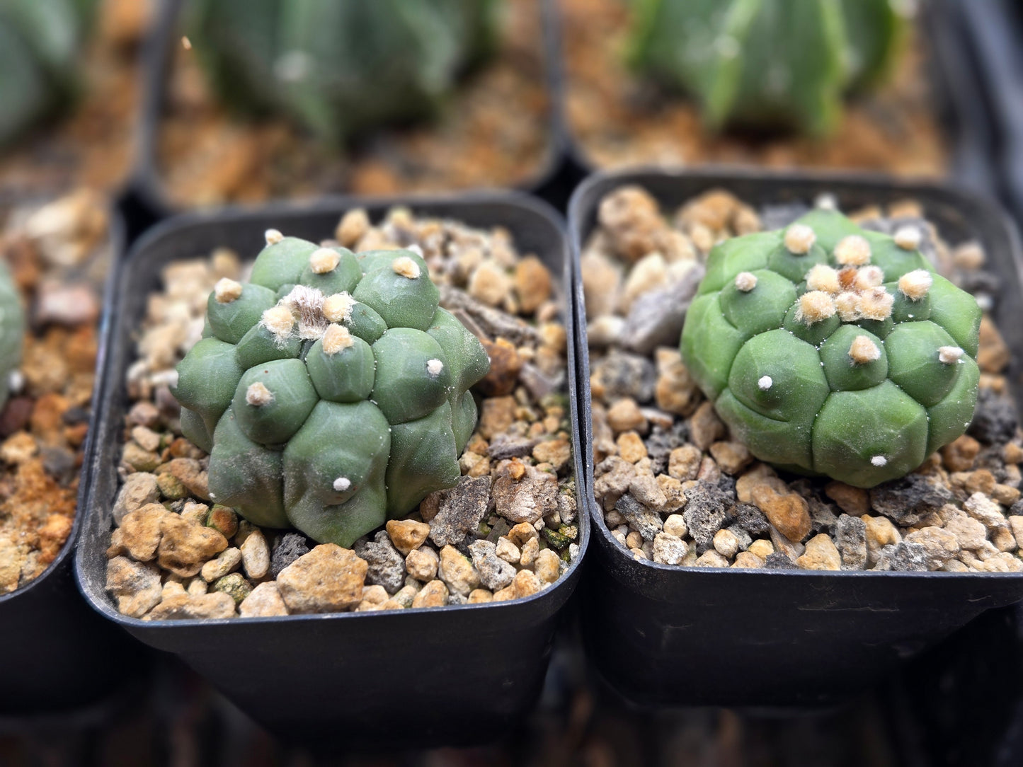 Astrophytum Asterias "Kikko"