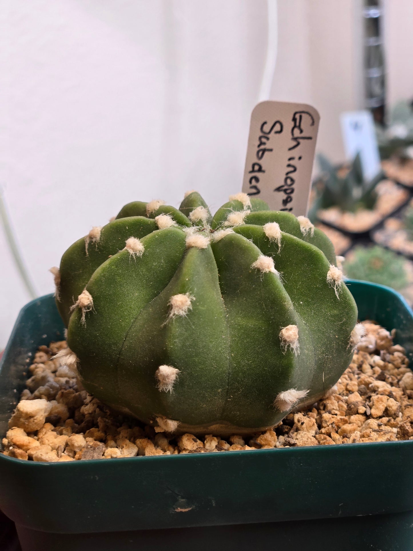 Echinopsis Subduenta "Easter Lilly"