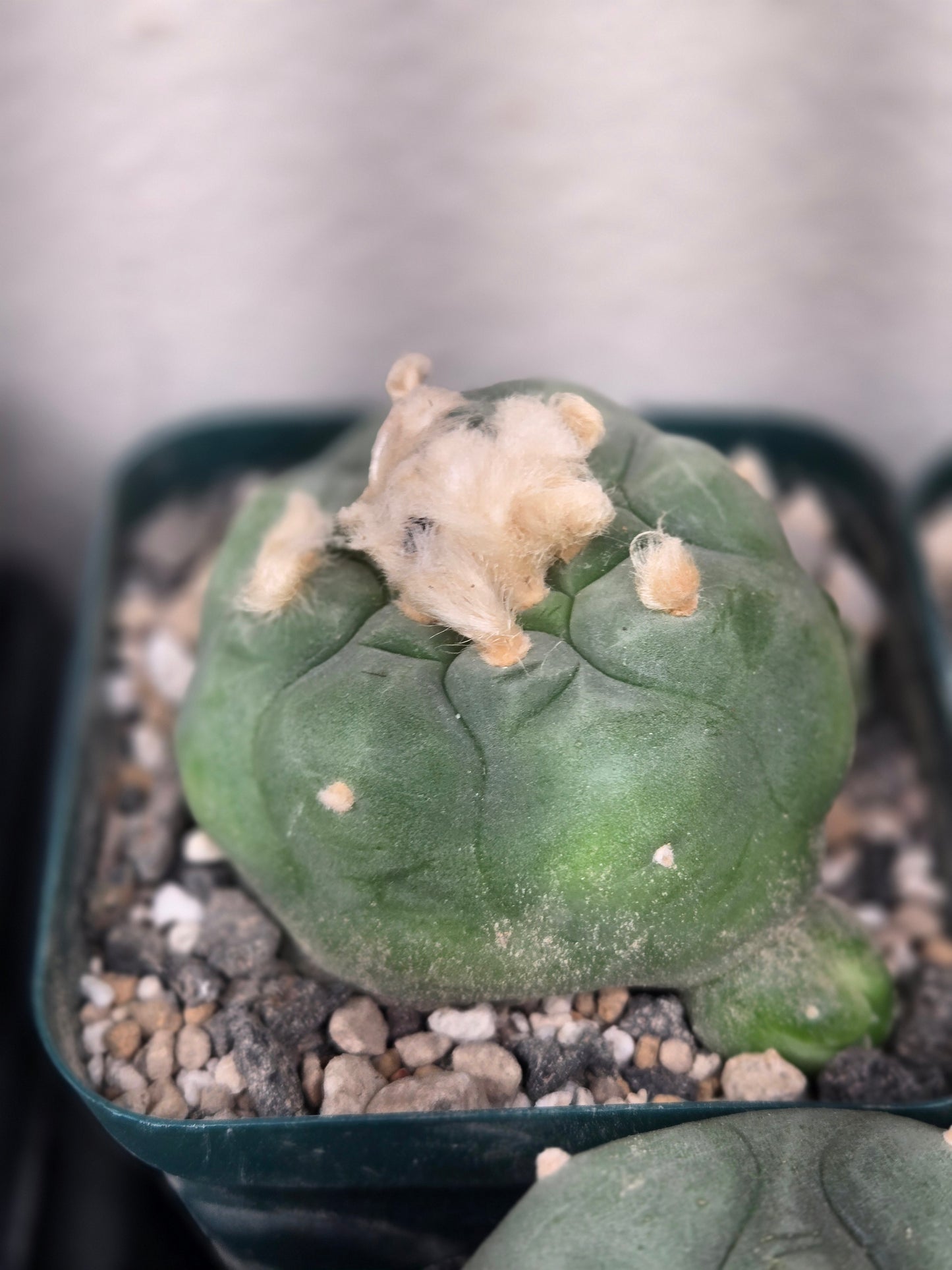Lophophora Diffusa