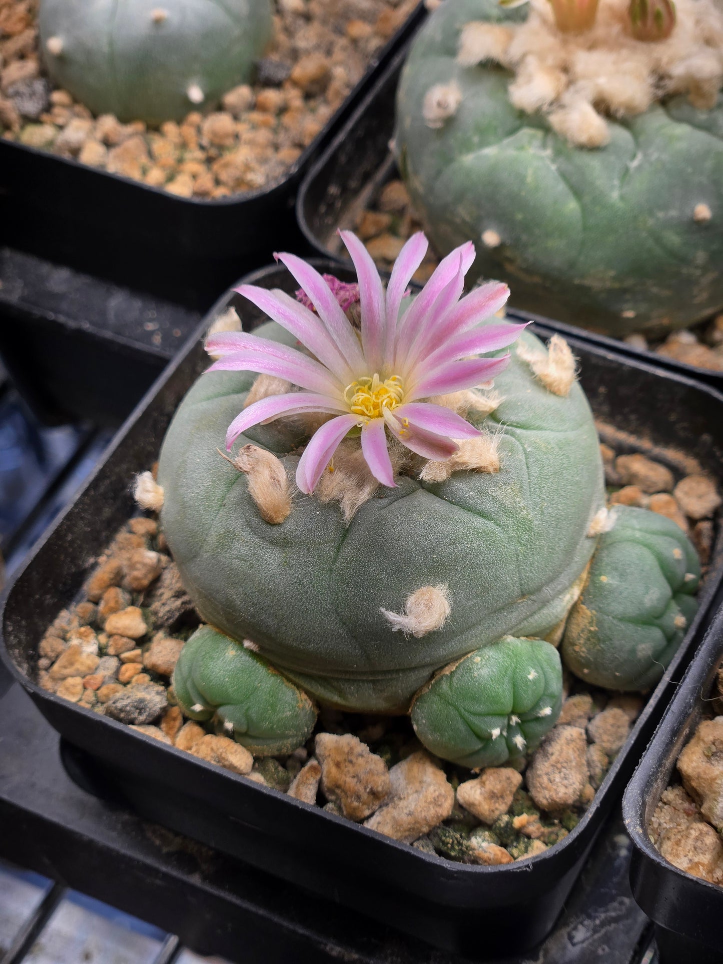 Lophophora Fricii with offsets