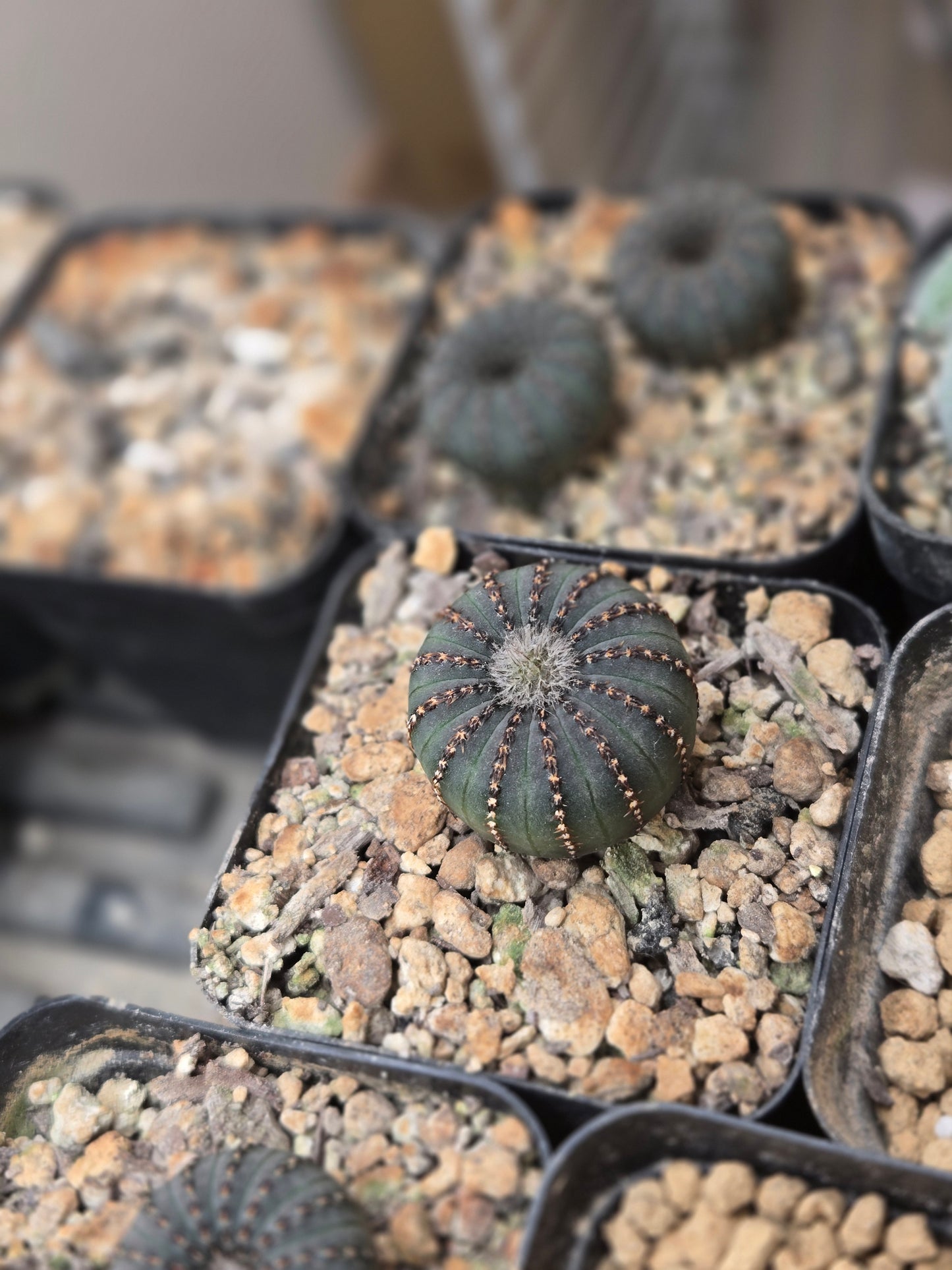 Frailea Costanea