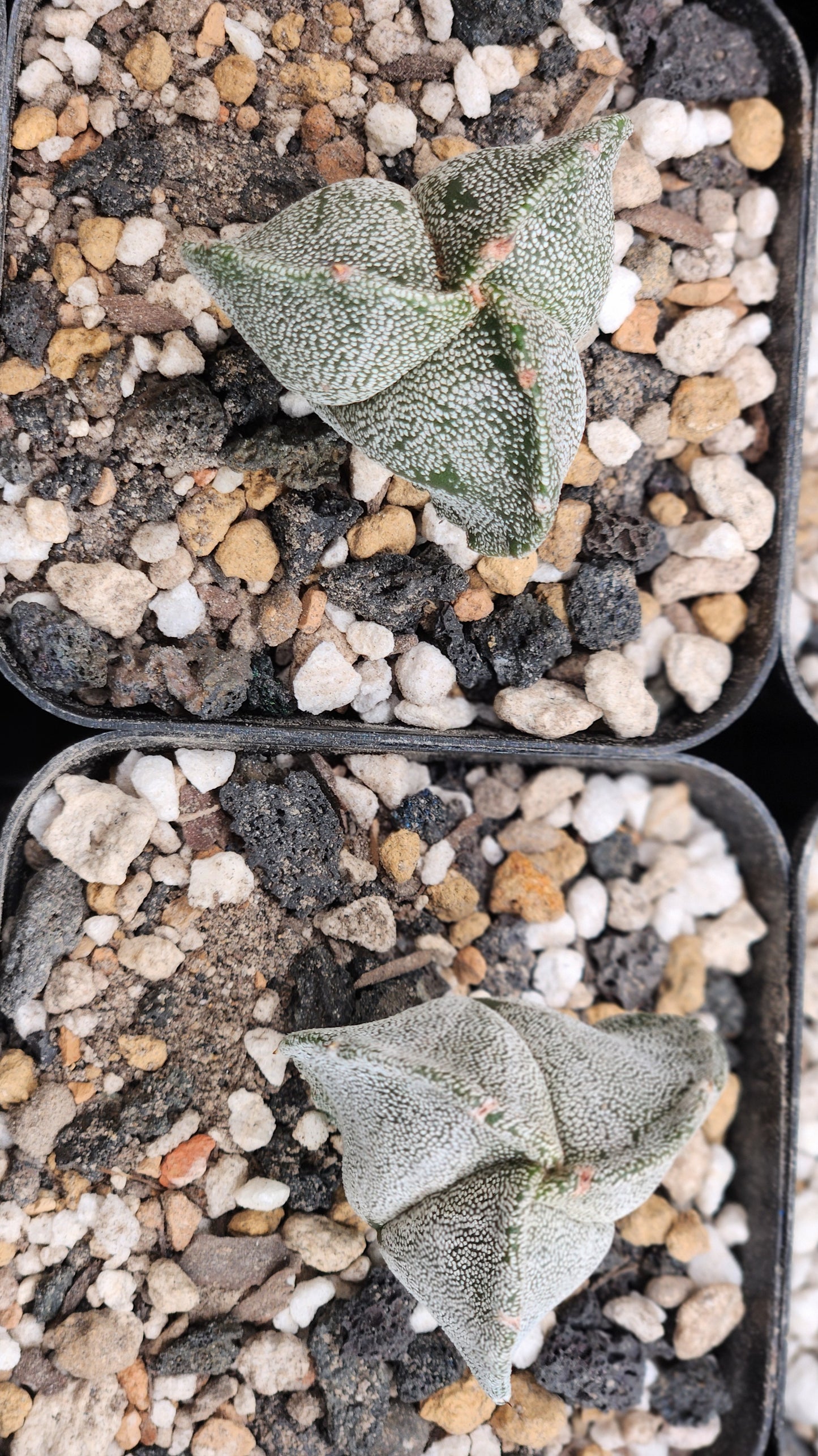 Astrophytum Myriostigma cv Coahualensi (3 sided)