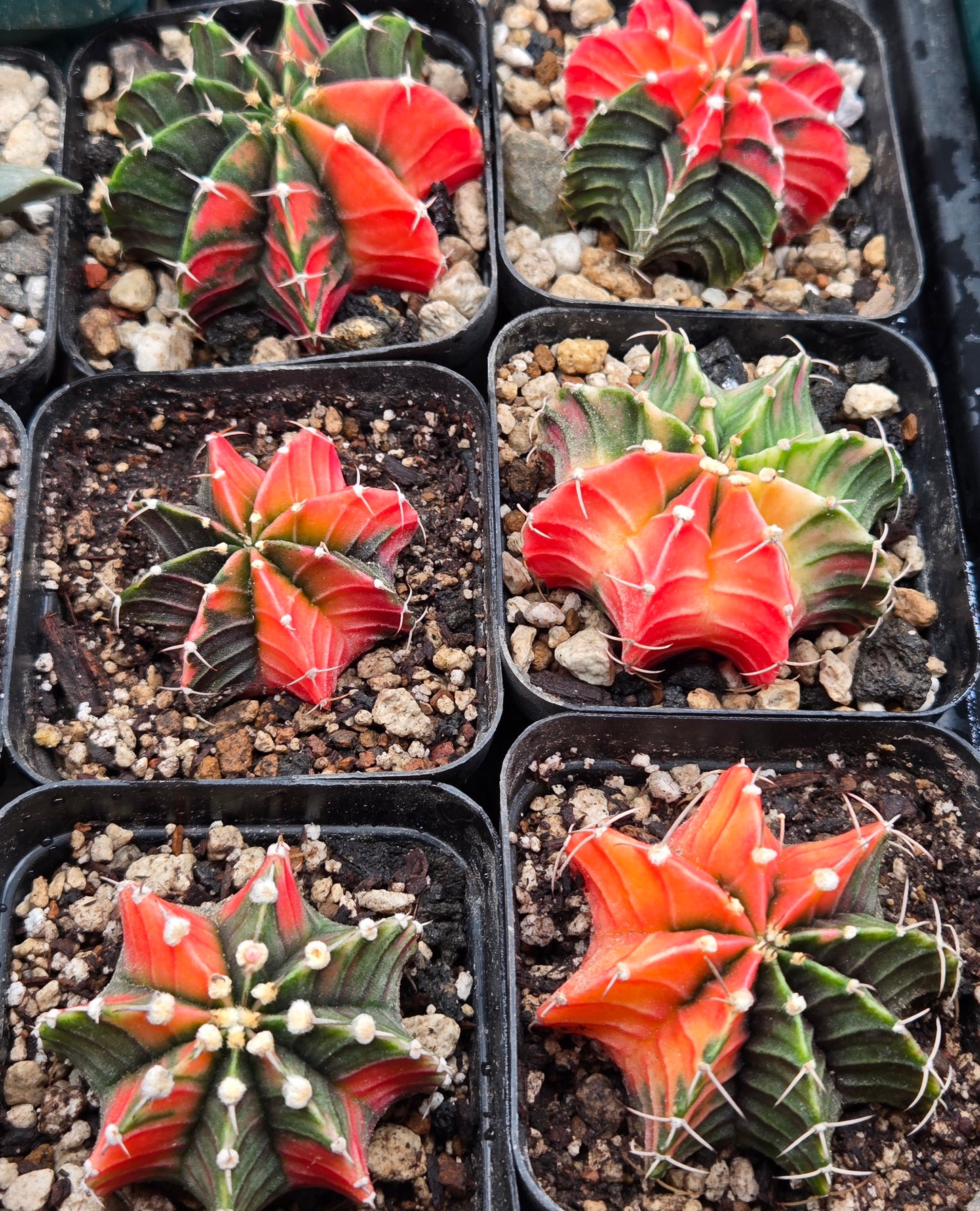 (1)Variegated Gymnocalcyium - Random selection