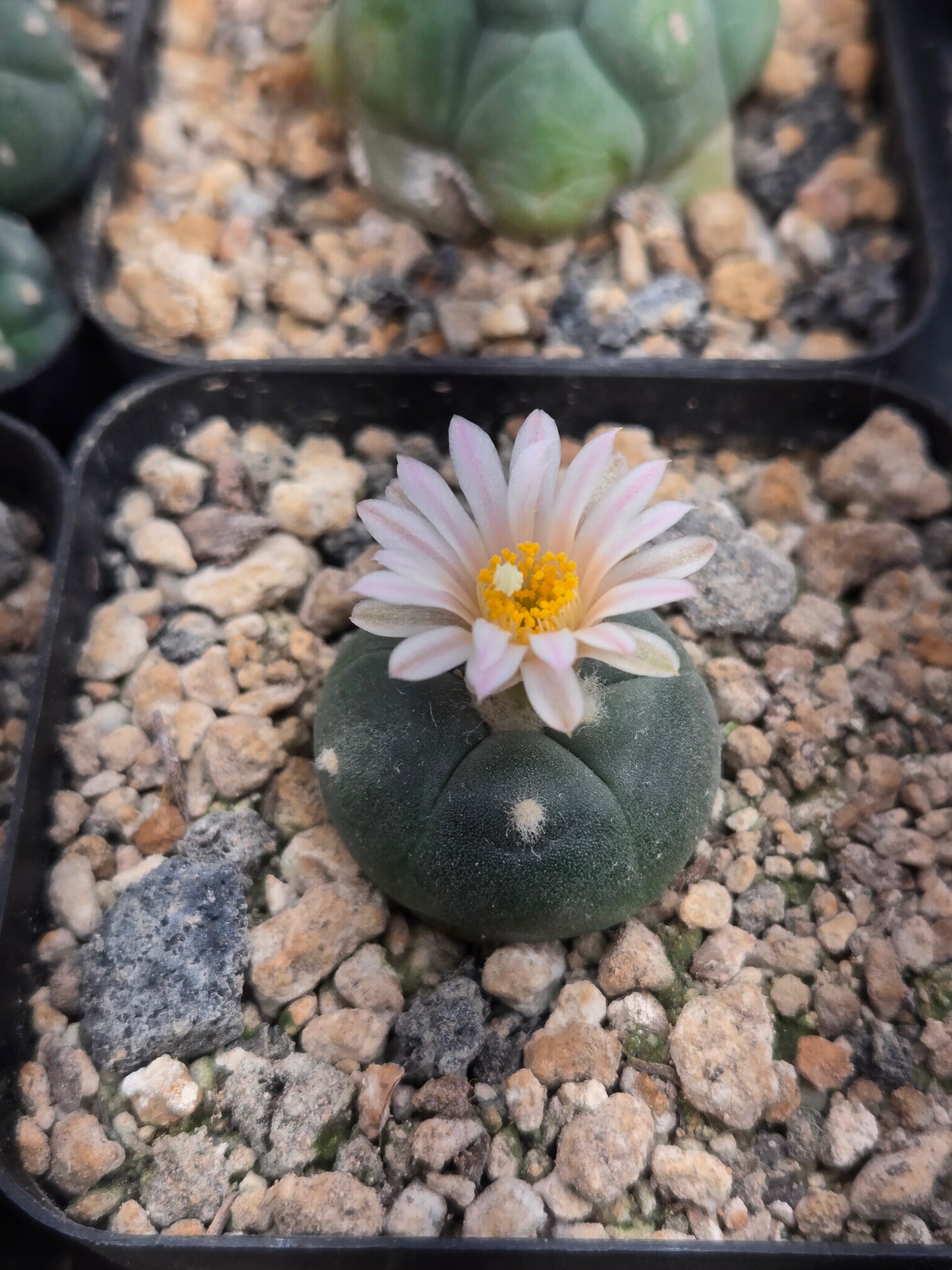 Lophophora Alberto Vojtechi