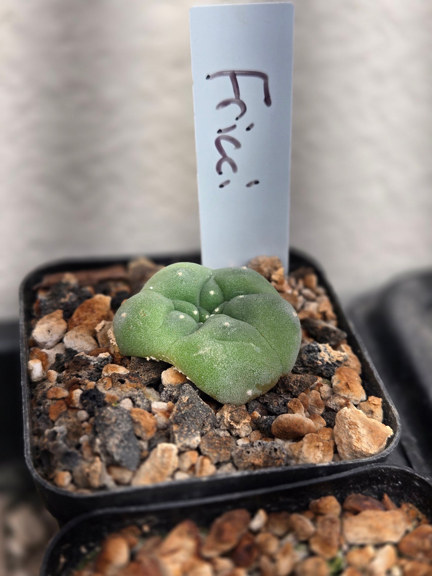 Bargain Bin Lophophora Fricii (1)