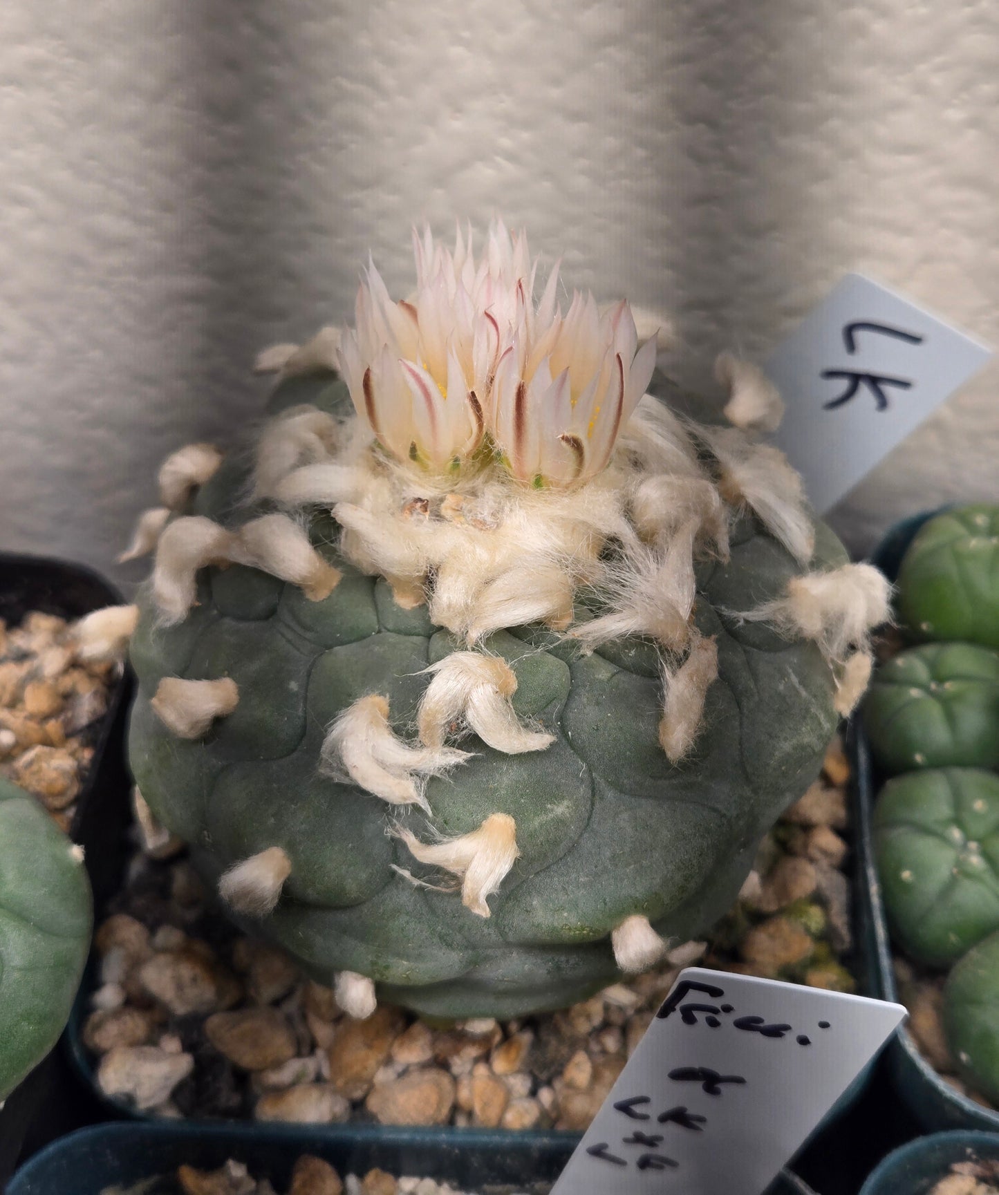 Lophophora Koehressi- XL