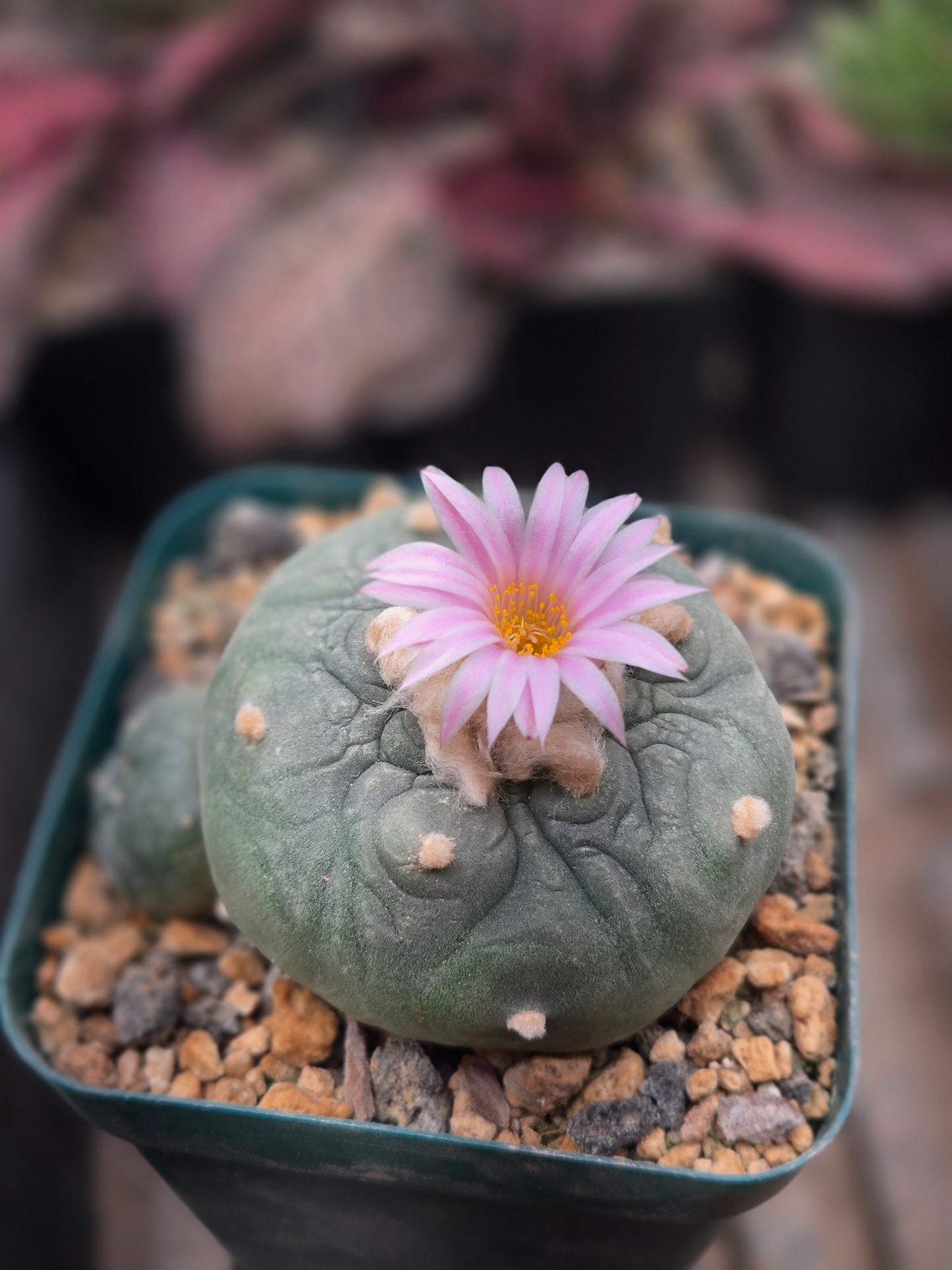 Lophophora Fricii- Large