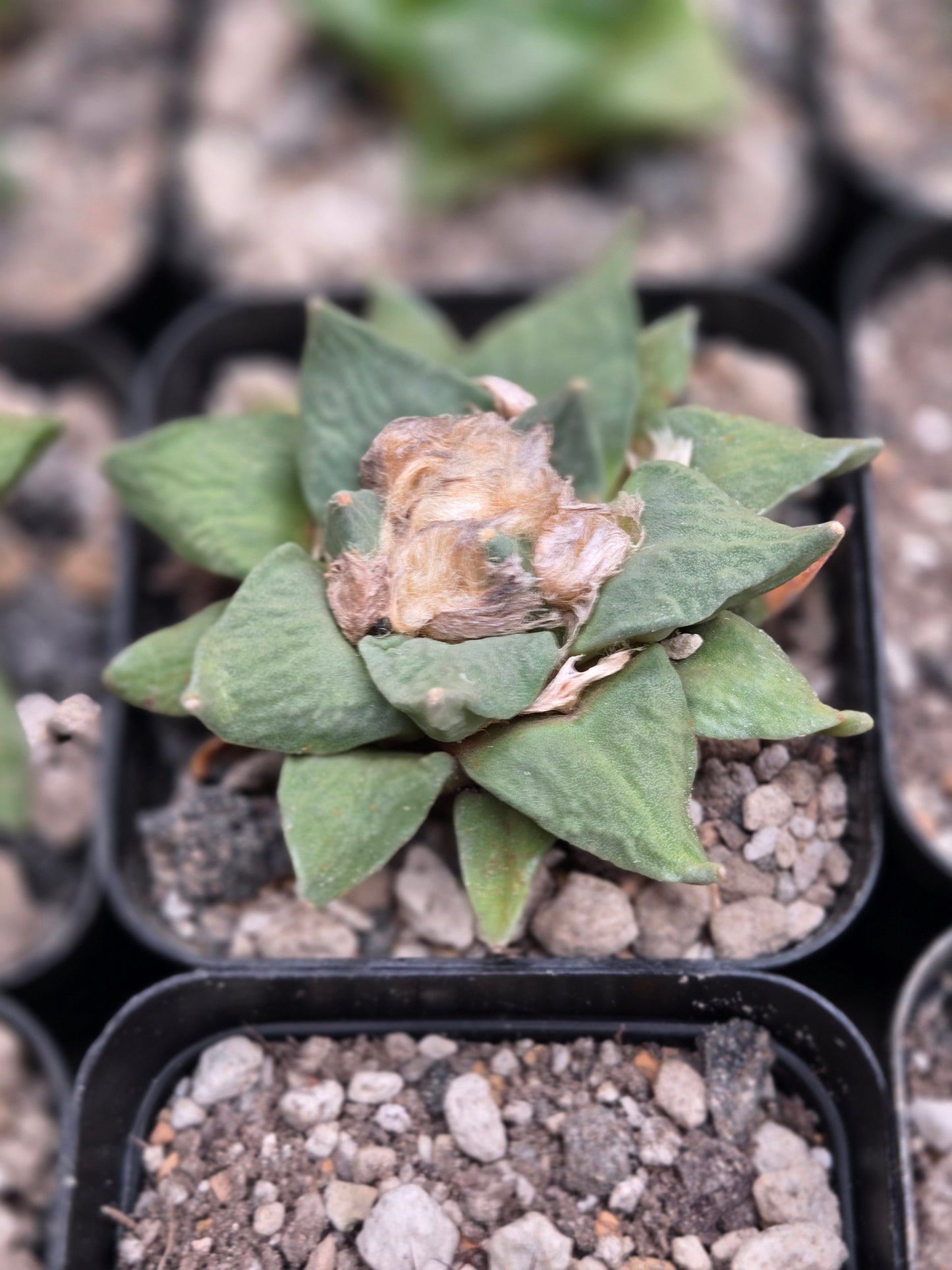 Ariocarpus Retusus Hybrids