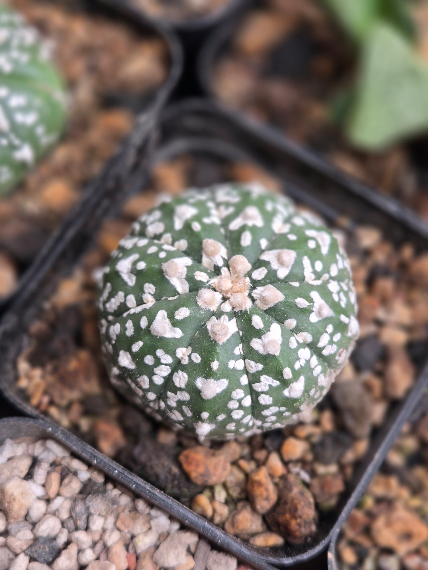 Astrophytum Asterias - V Type