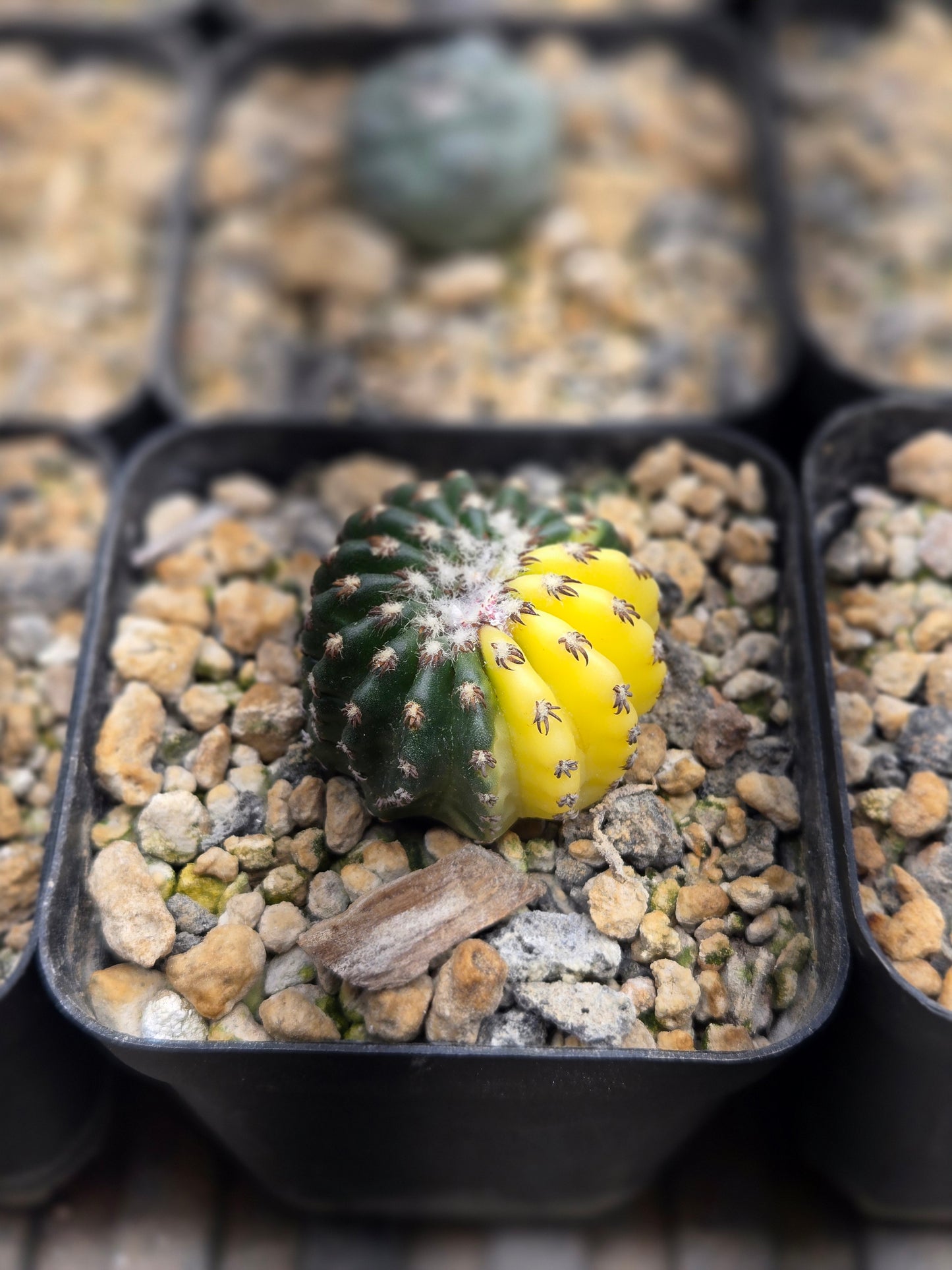 Variegated Discocactus Horstii