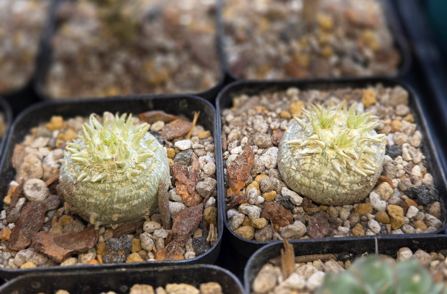 Pachypodium Brevicaule