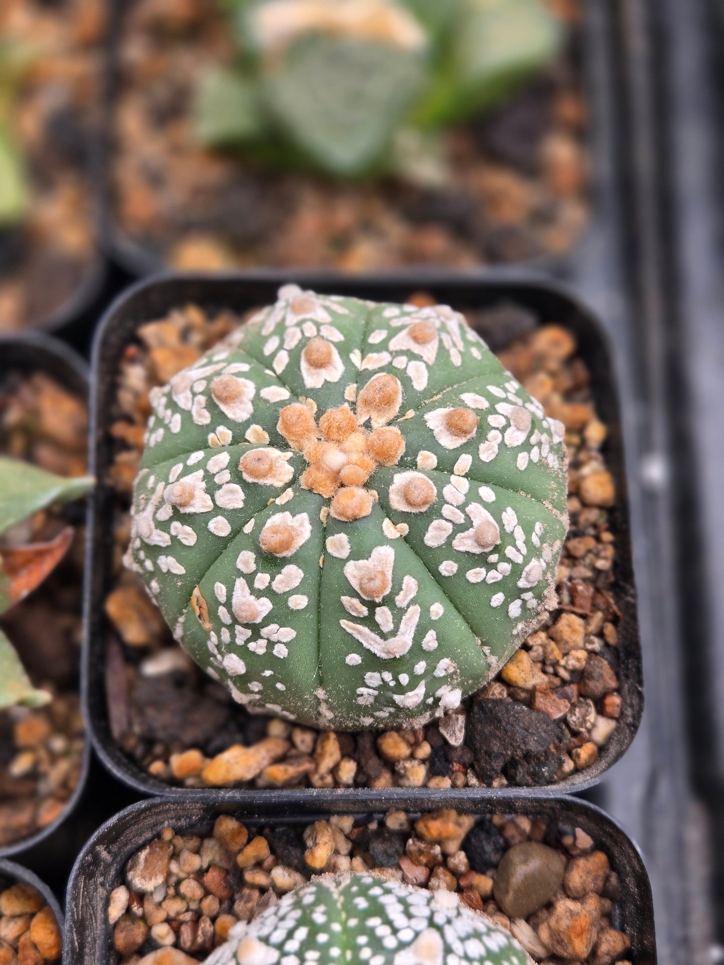 Astrophytum Asterias - V Type