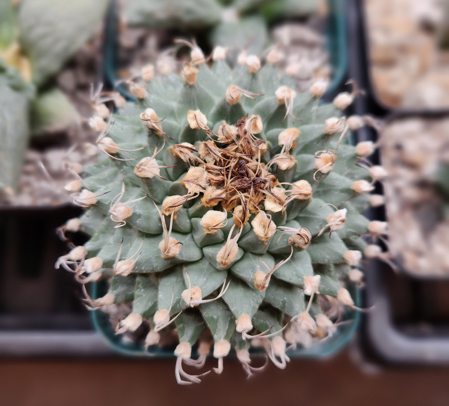 Turbinicarpus Alonsoii - XL
