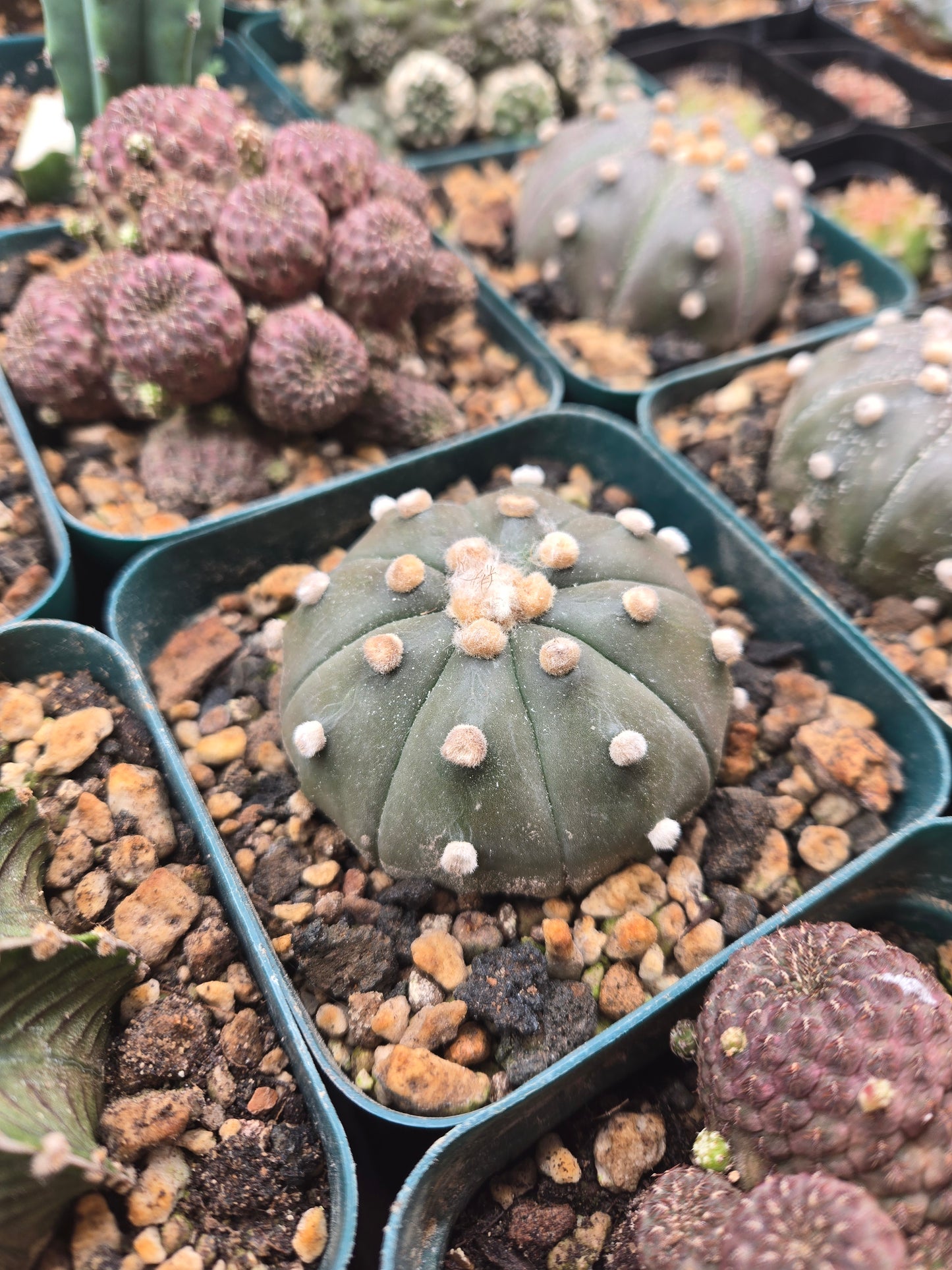 Astrophytum Asterias - 2.25"+