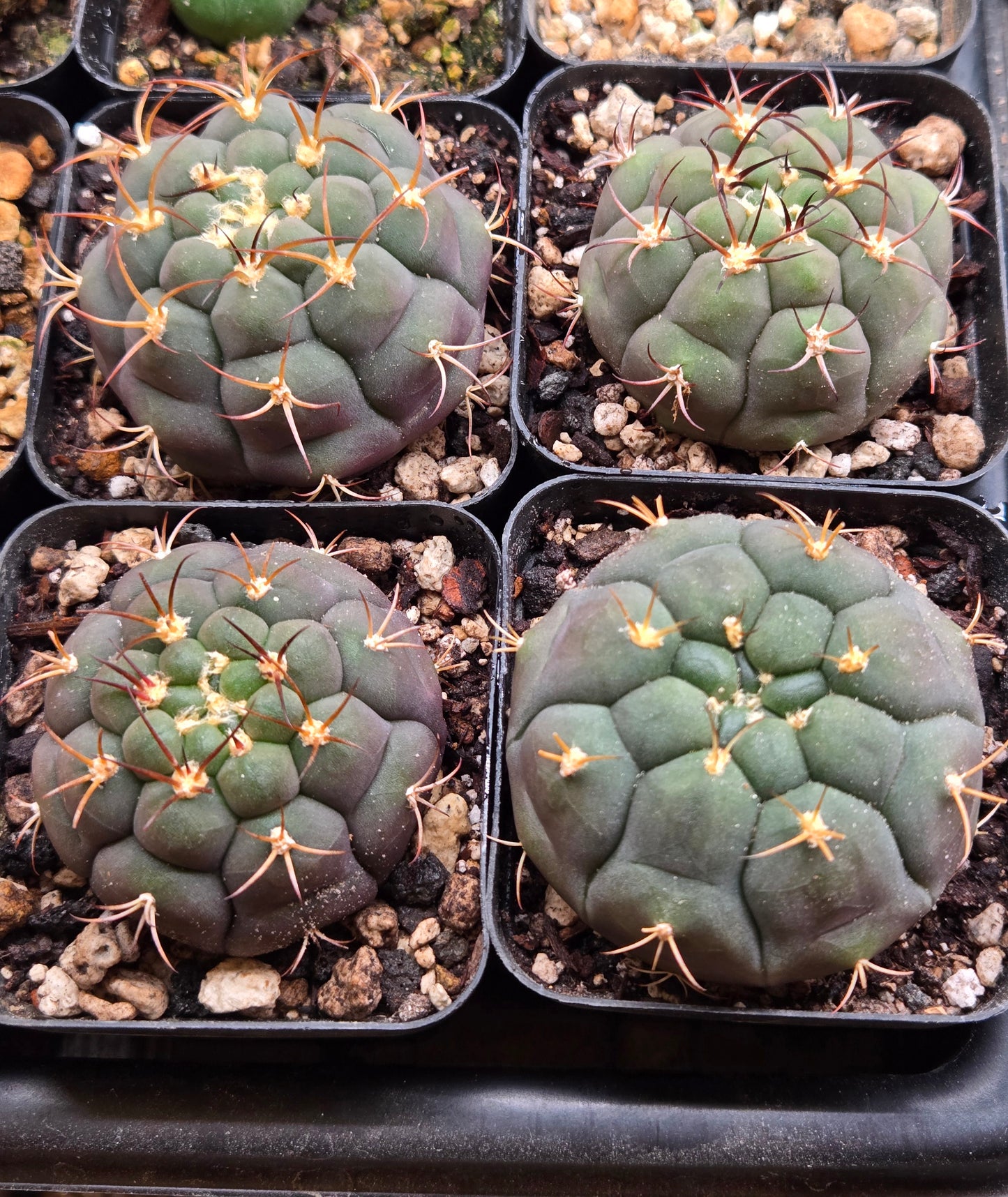 Gymnocalcyium PFlanzii Albipulpa