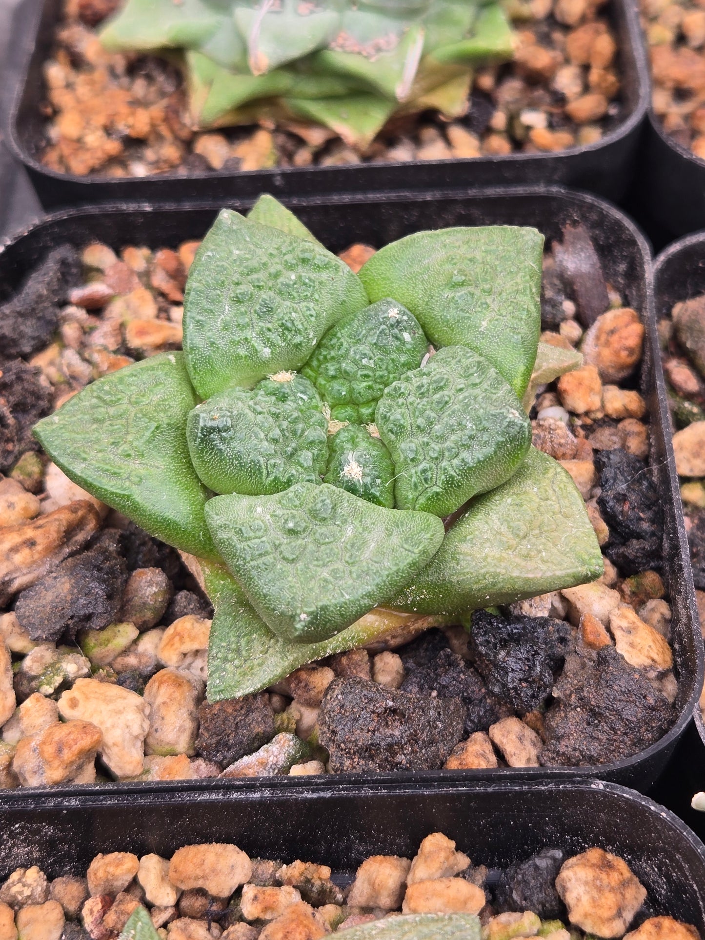 Ariocarpus Fissuratus cv. Godzilla