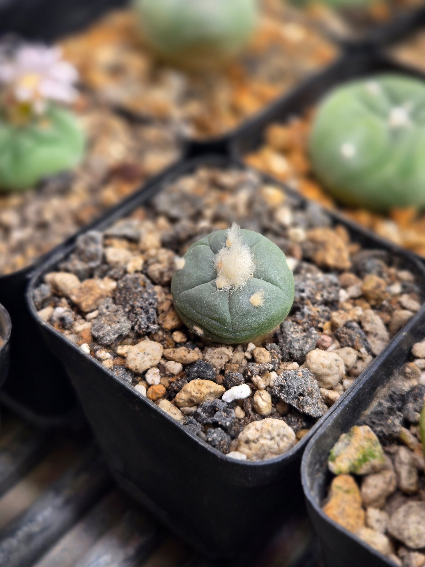 Lophophora Alberto Vojtechi