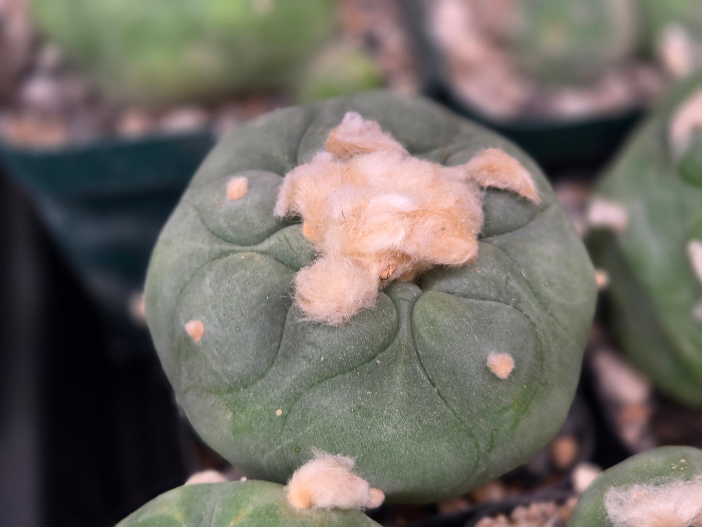 Lophophora Diffusa