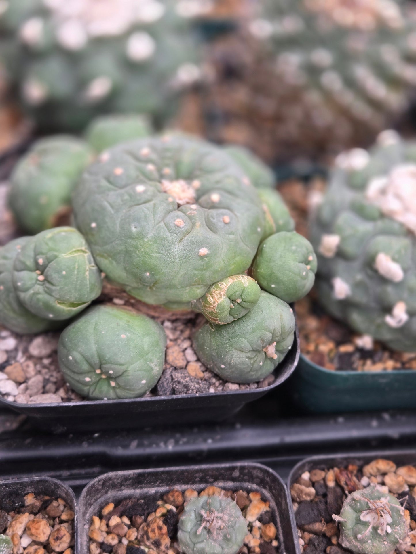 Lophophora Fricii Ceaspitosa