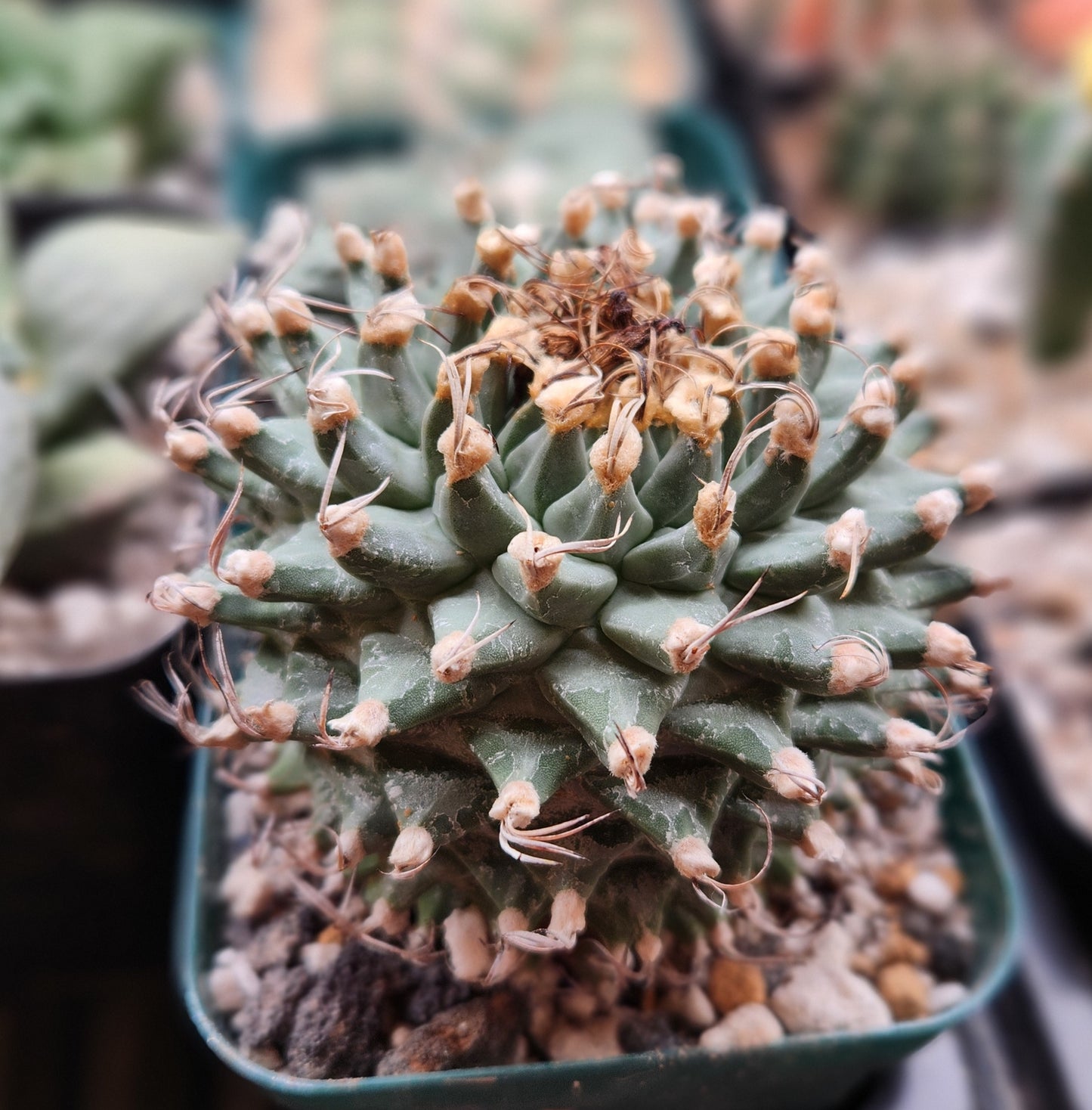 Turbinicarpus Alonsoii - XL