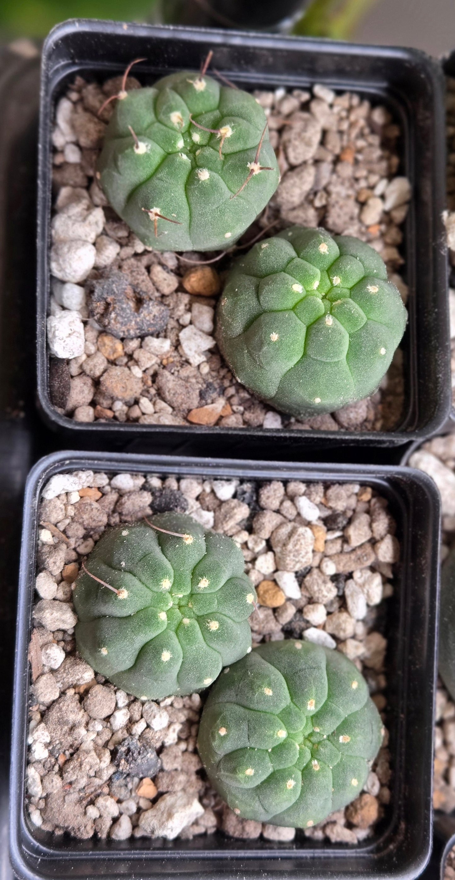 Matacuna Madisoniorum - Small