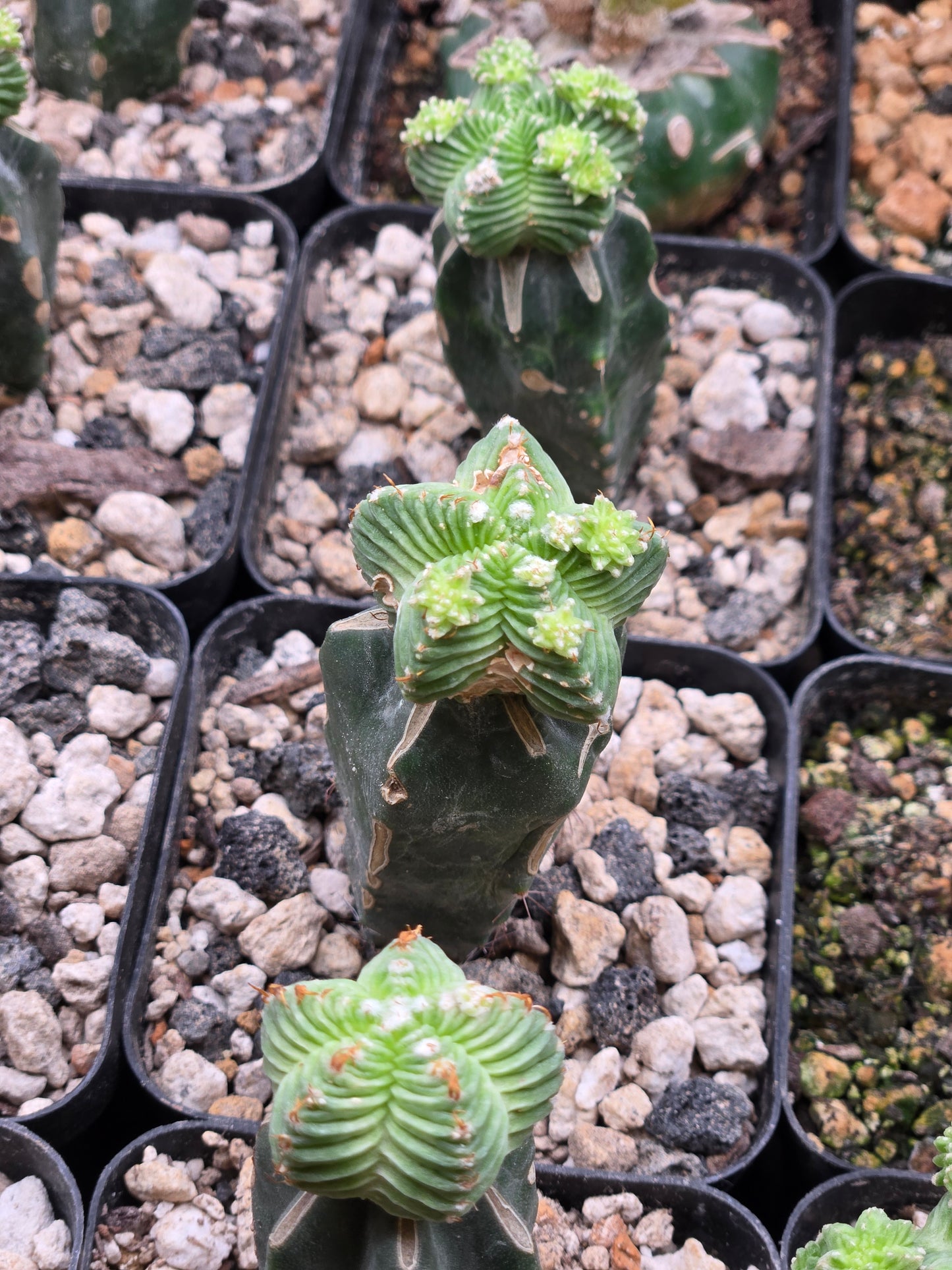 Aztekium Valdezzi - Graft