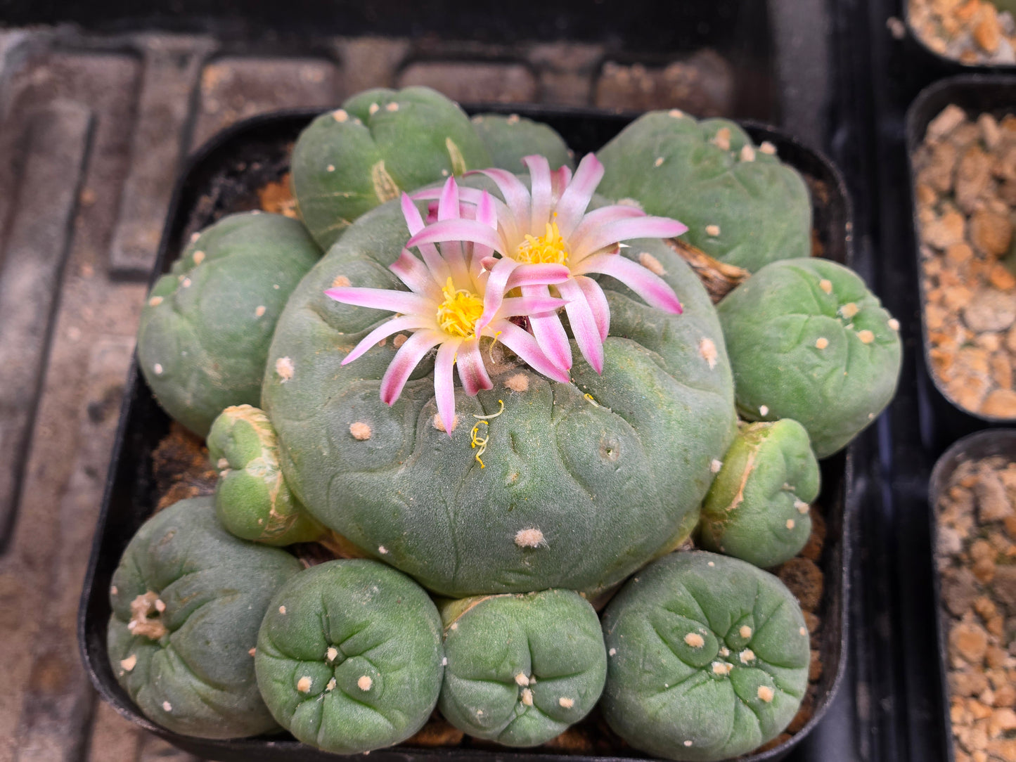 Lophophora Fricii Ceaspitosa